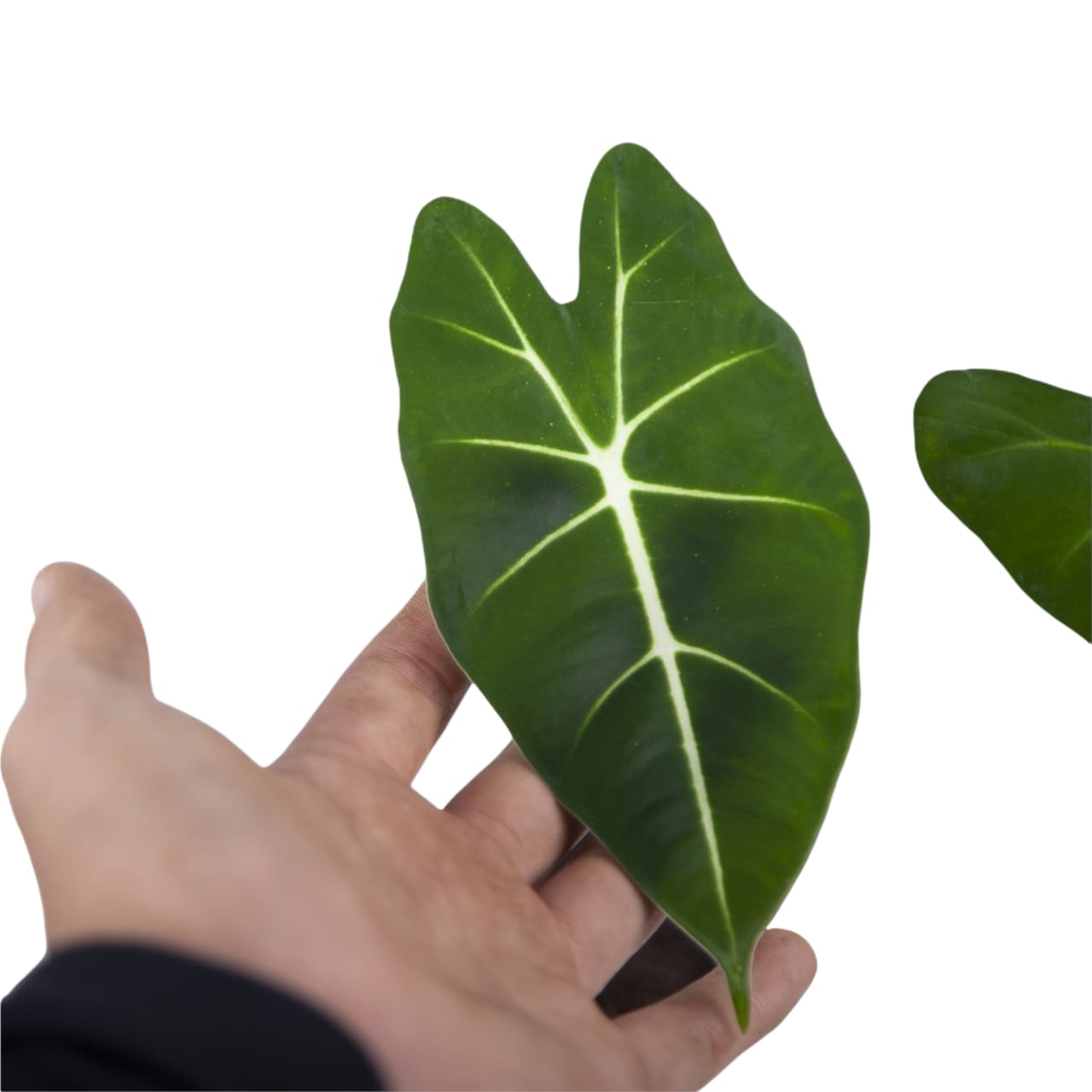 Alocasia Frydek - Image 5