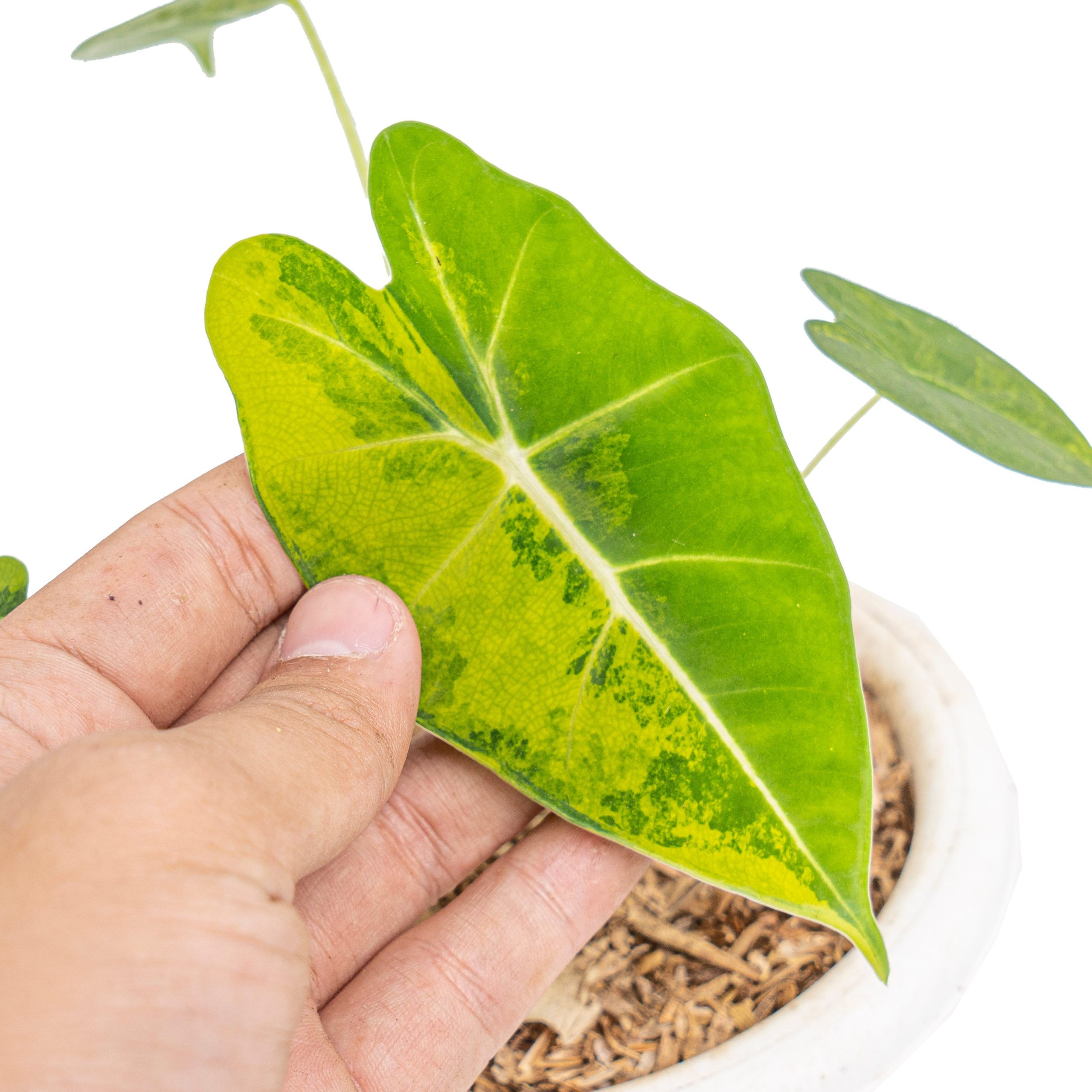 Alocasia frydek aurea variegated - Image 2