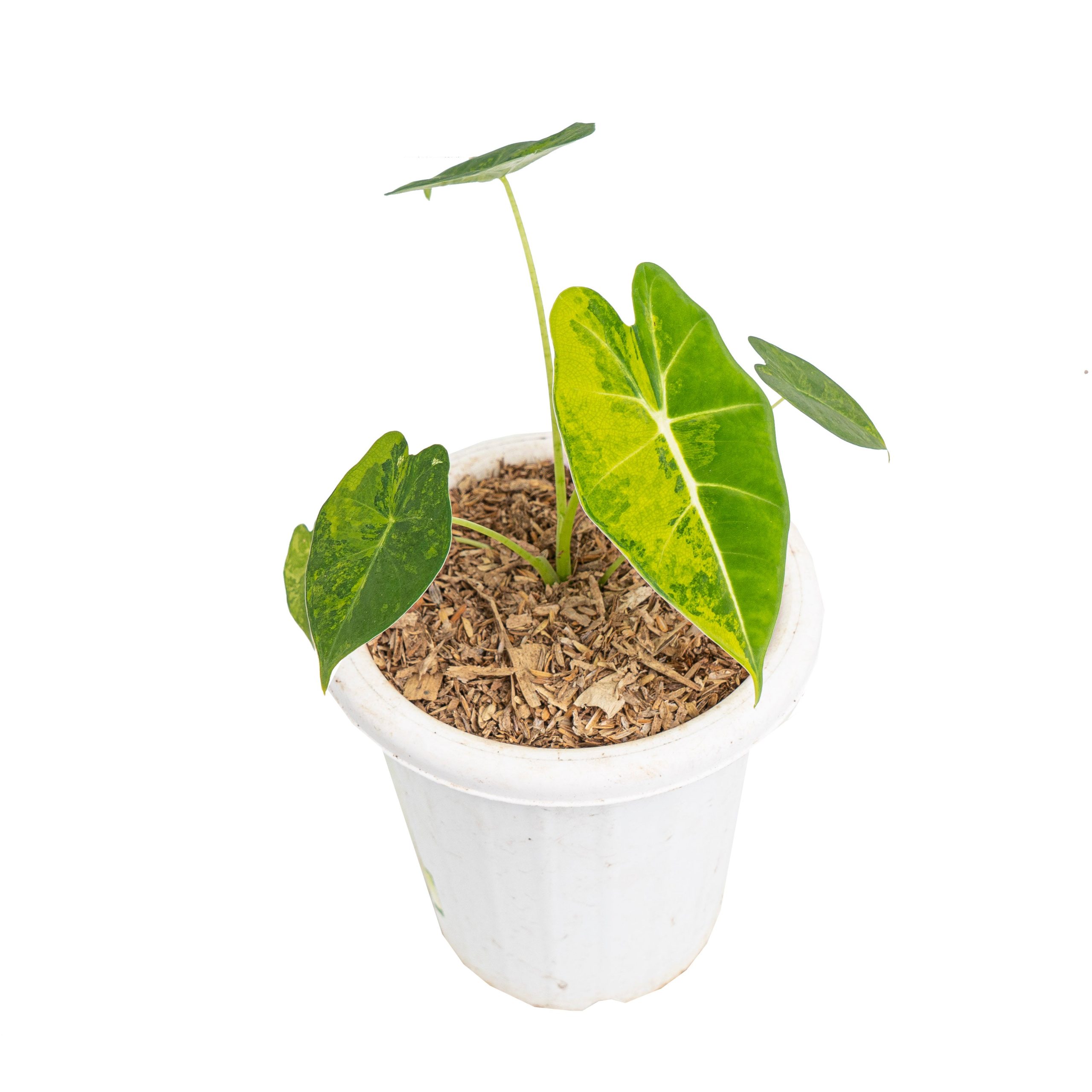Alocasia frydek aurea variegated - Image 3