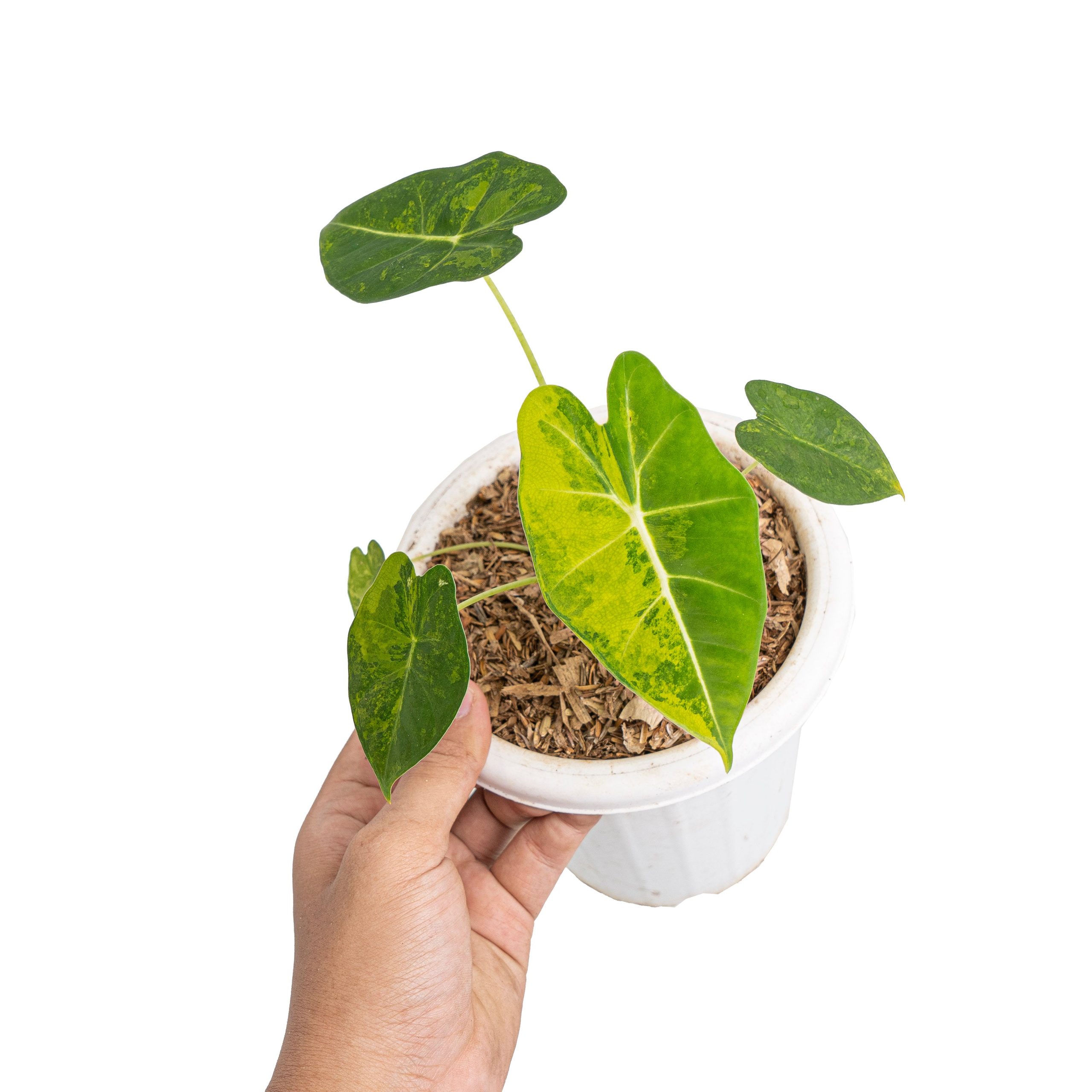 Alocasia frydek aurea variegated - Image 4