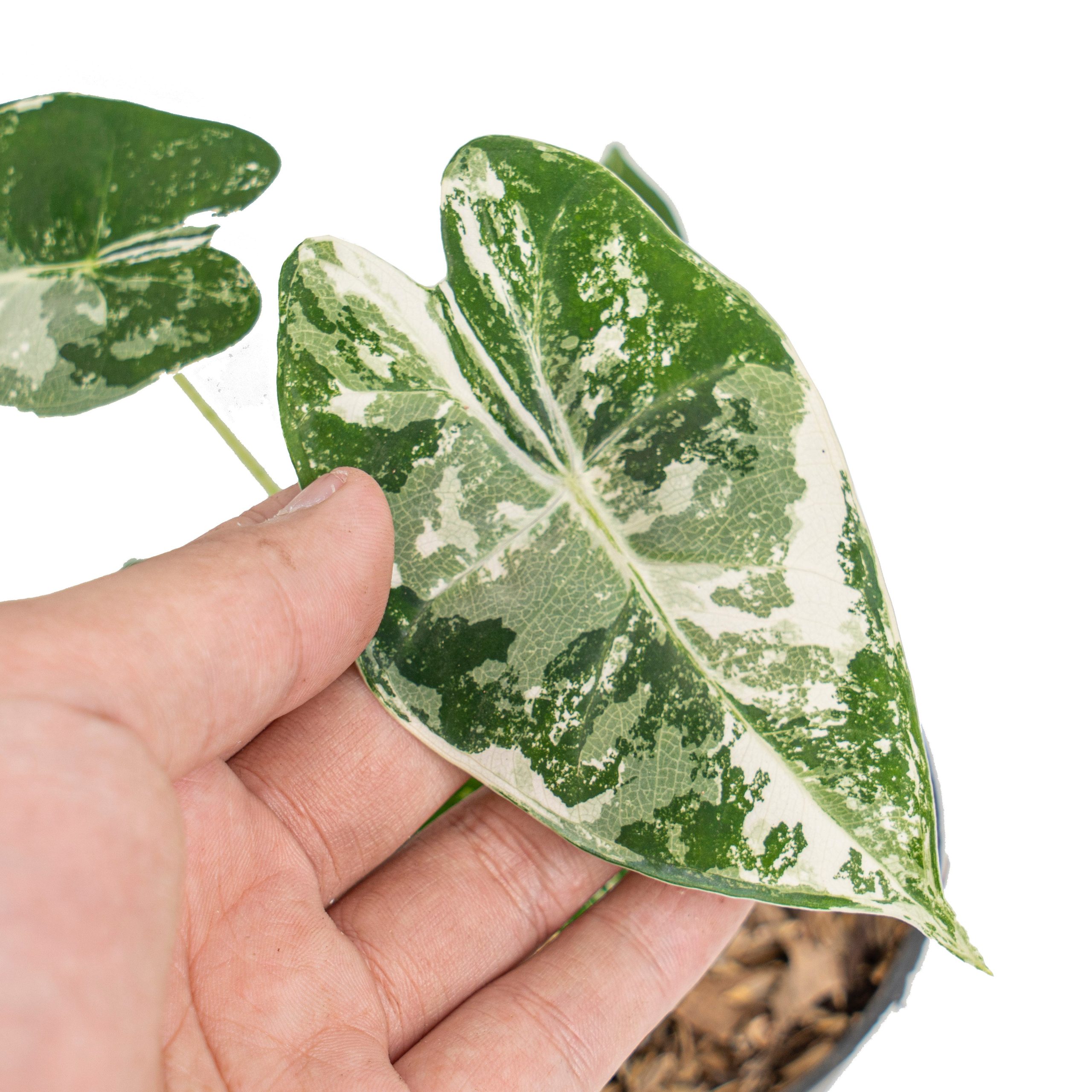 Alocasia Frydek variegated - Image 2