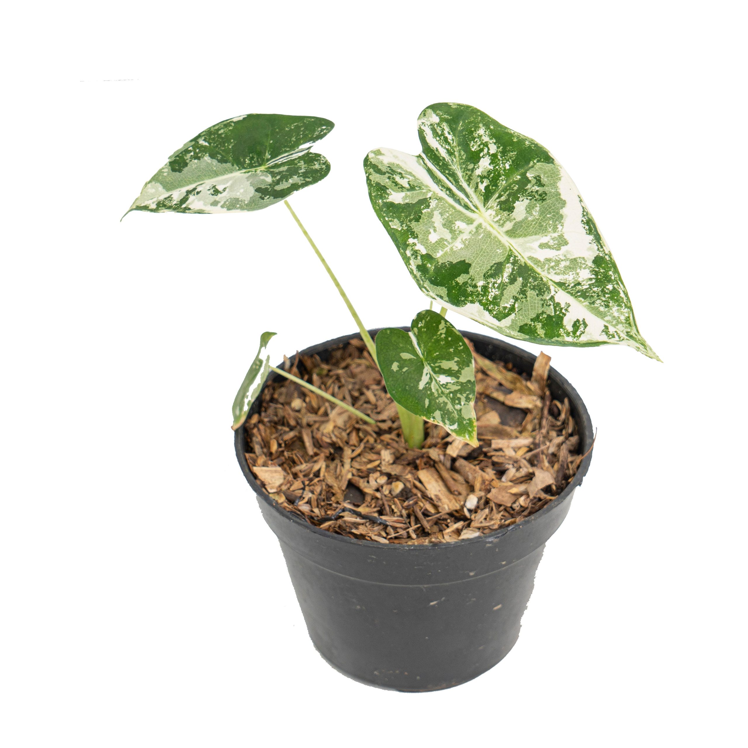Alocasia Frydek variegated - Image 3