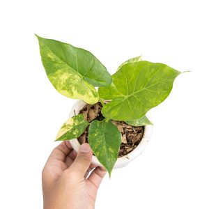 Alocasia gageana aurea variegated