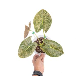 Alocasia golden bone variegated - medium size