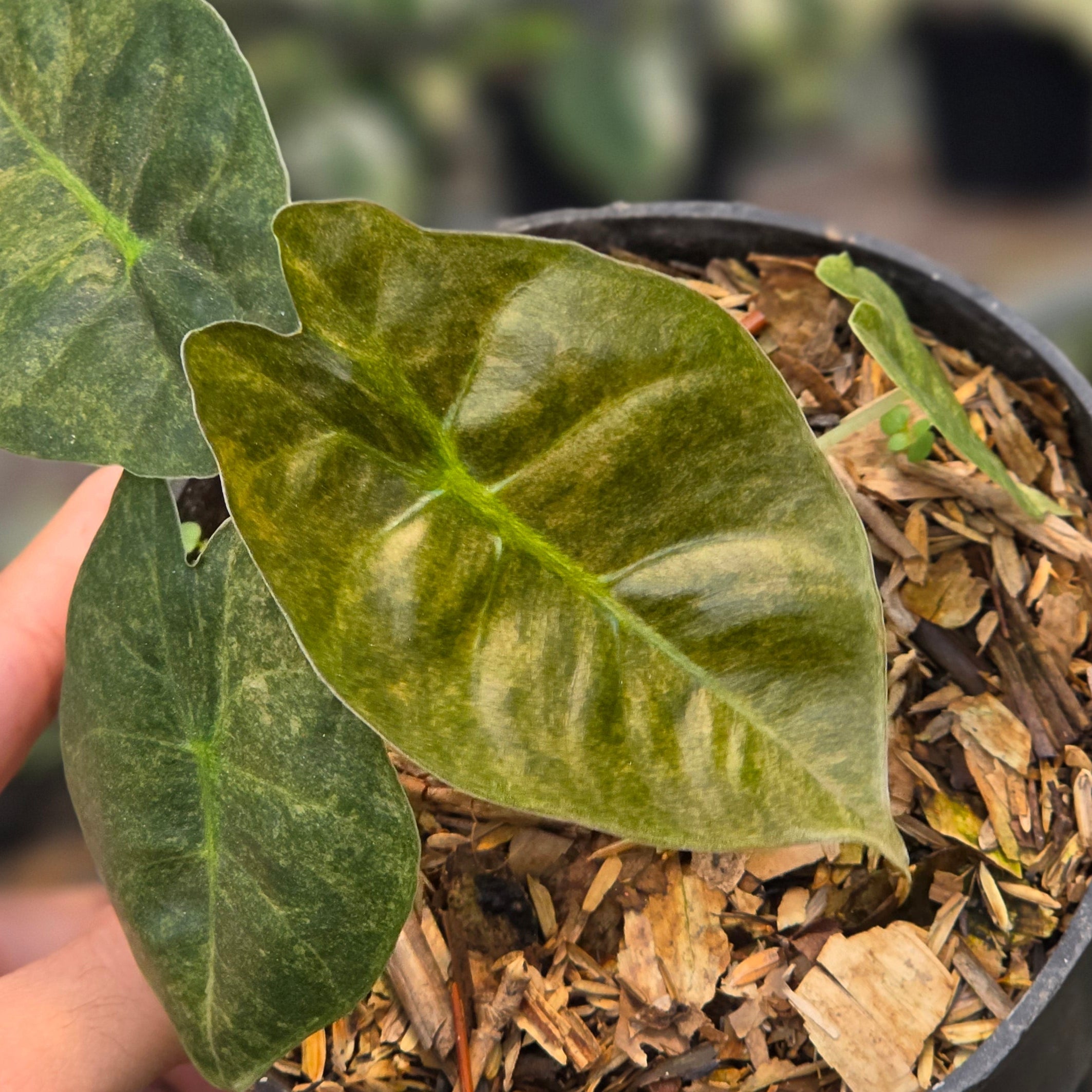 Alocasia golden bone variegated - Image 2