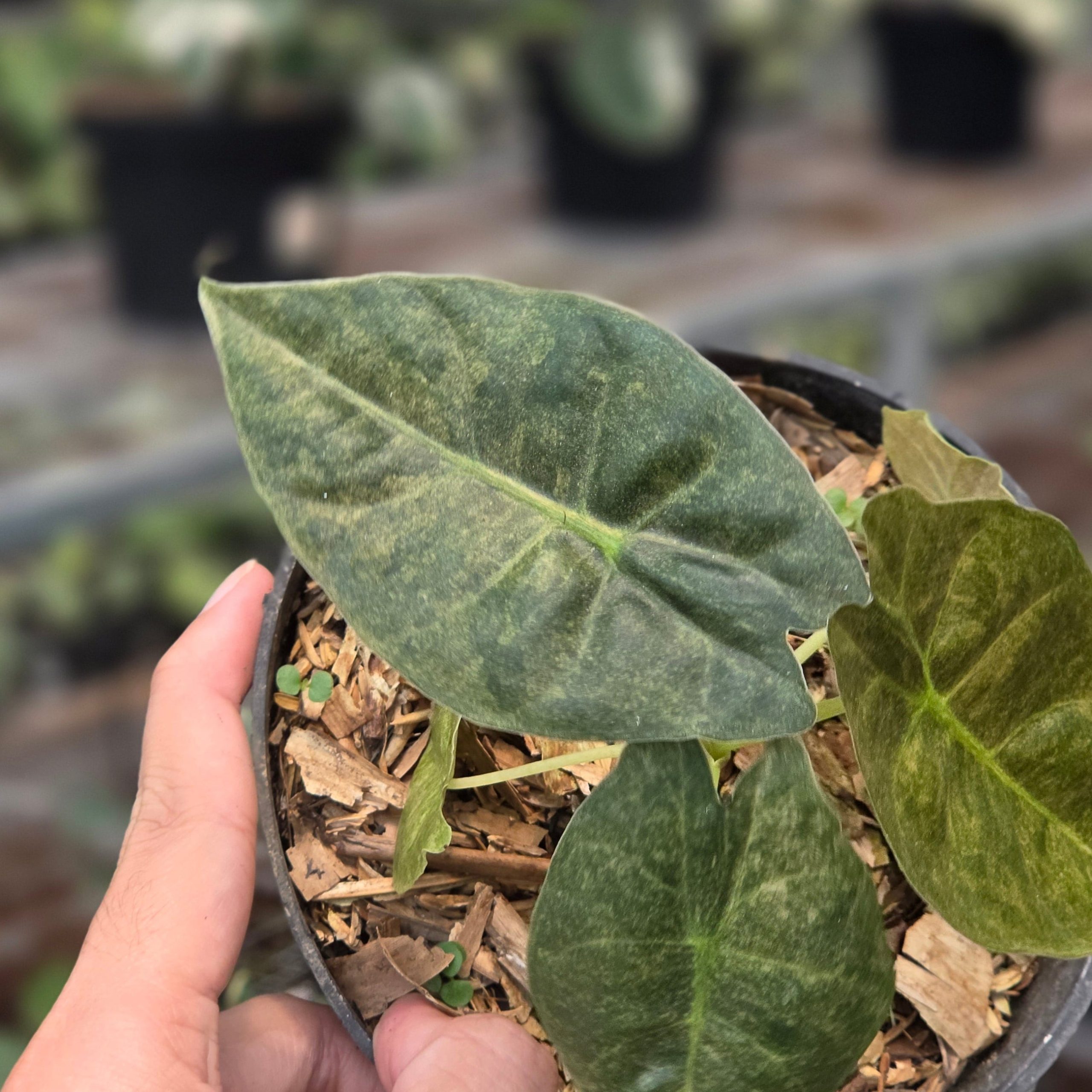 Alocasia golden bone variegated - Image 3