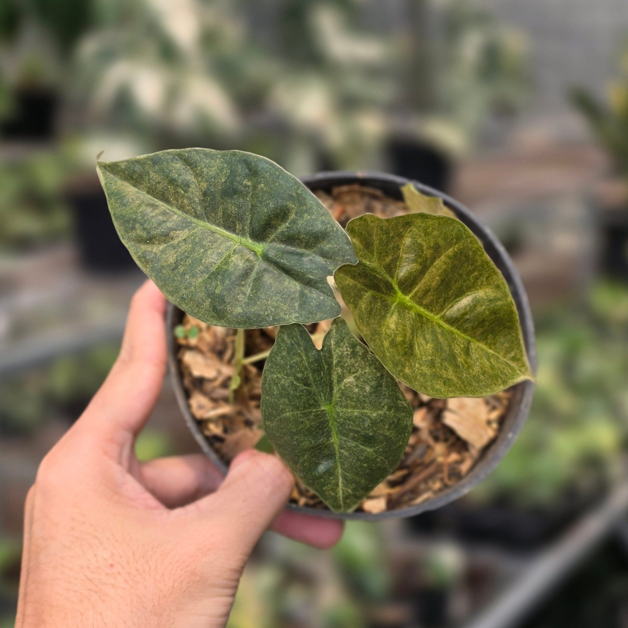 Alocasia golden bone variegated - Image 4