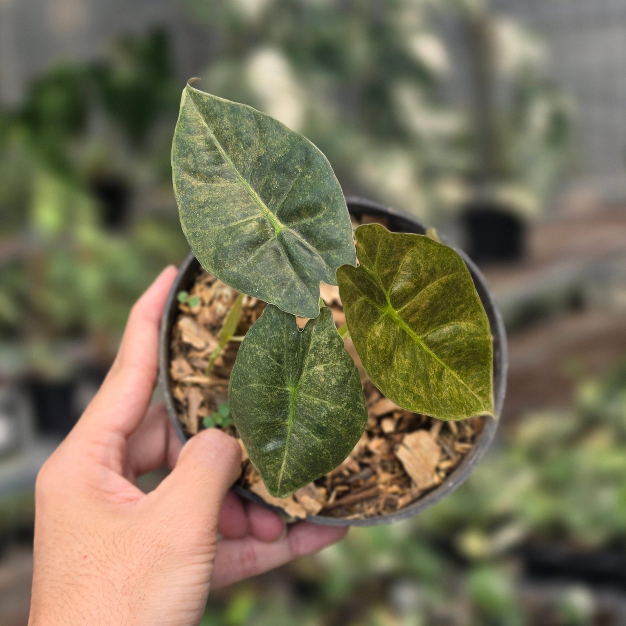 Alocasia golden bone variegated - Image 5