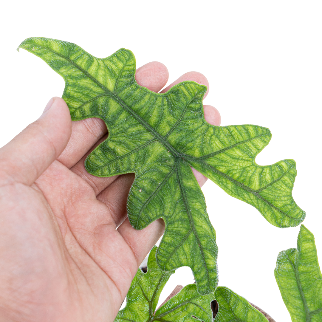 Alocasia Jacklyn - Image 2
