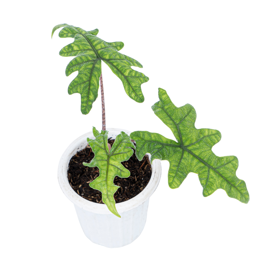 Alocasia Jacklyn - Image 3