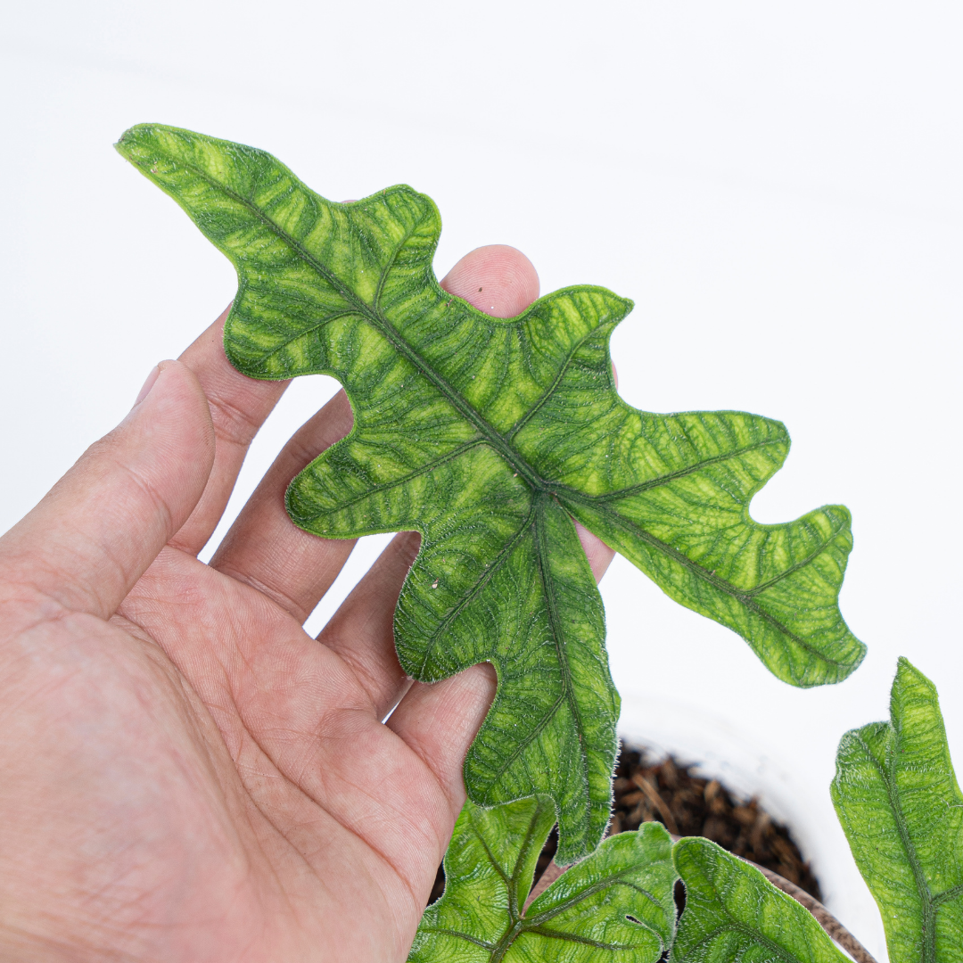 Alocasia Jacklyn - Image 4