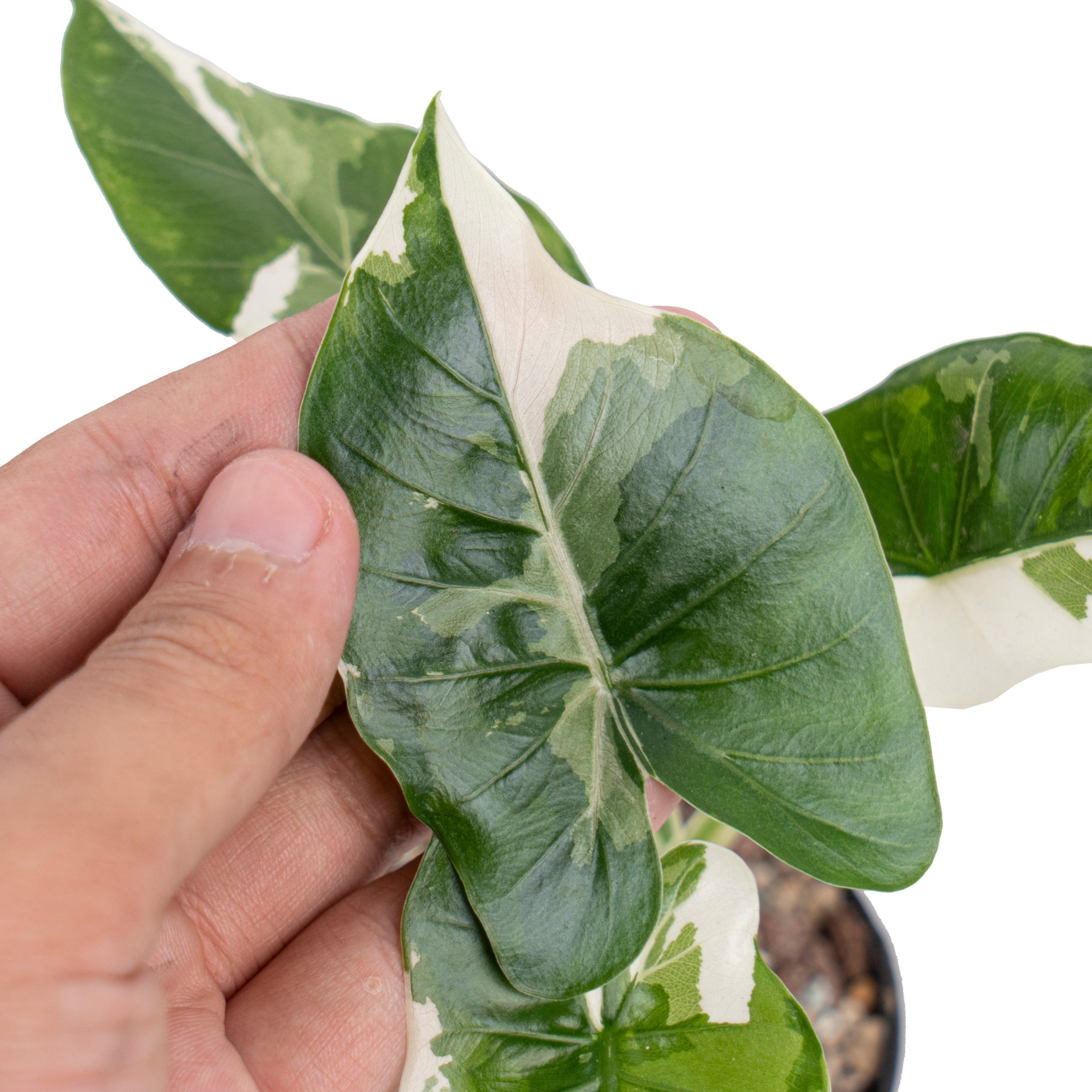 Alocasia odora okinawa variegated - Image 2
