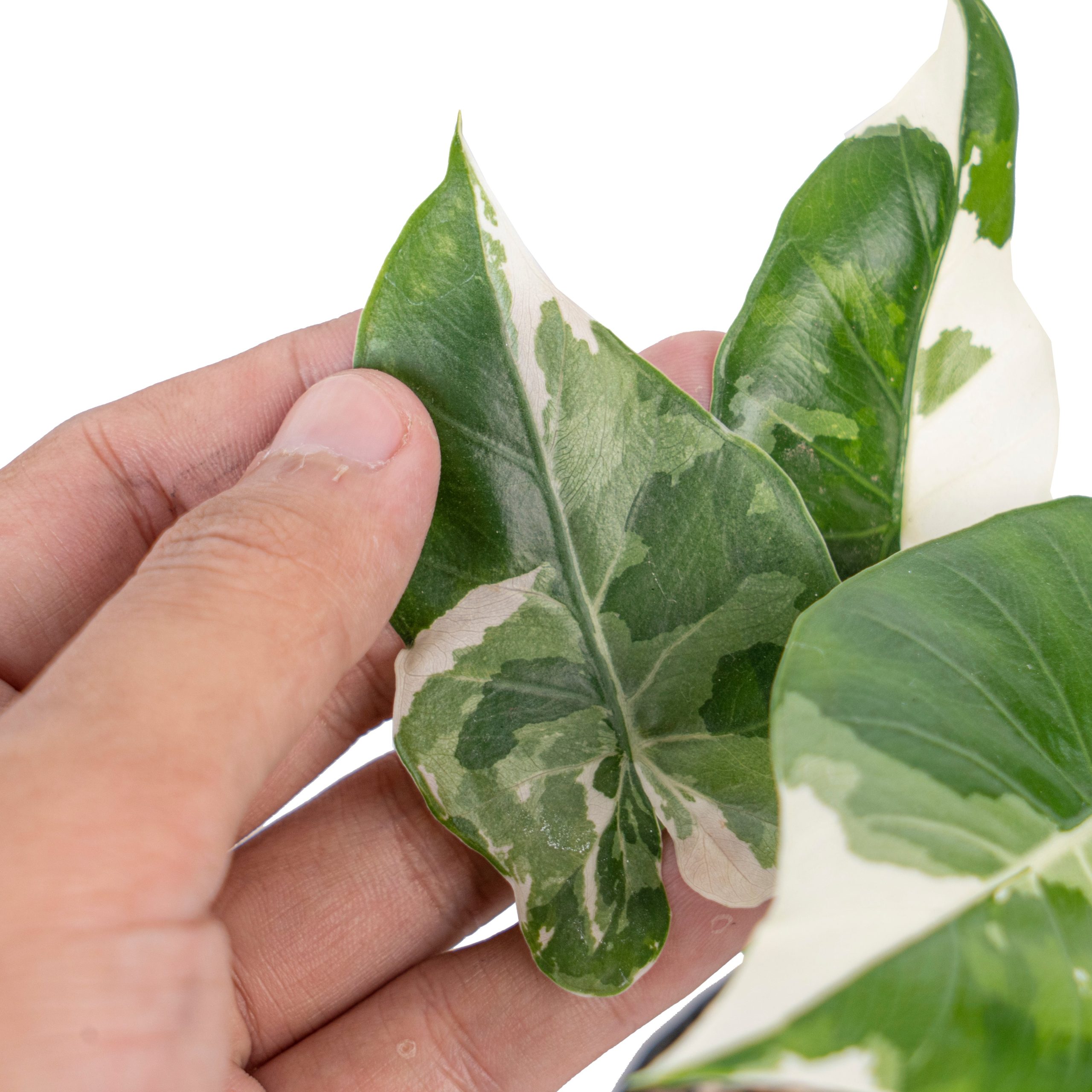 Alocasia odora okinawa variegated - Image 3