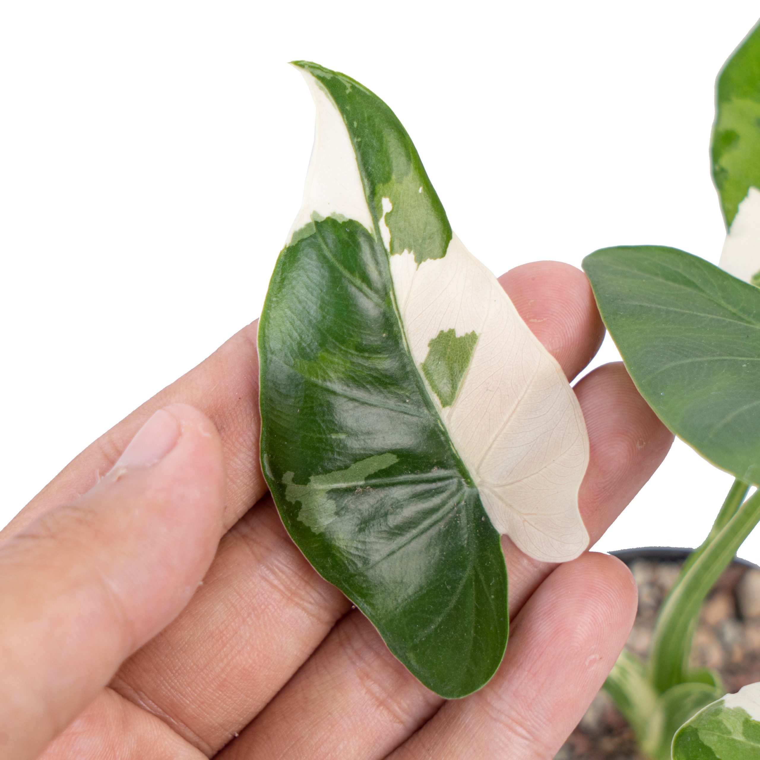 Alocasia odora okinawa variegated - Image 4