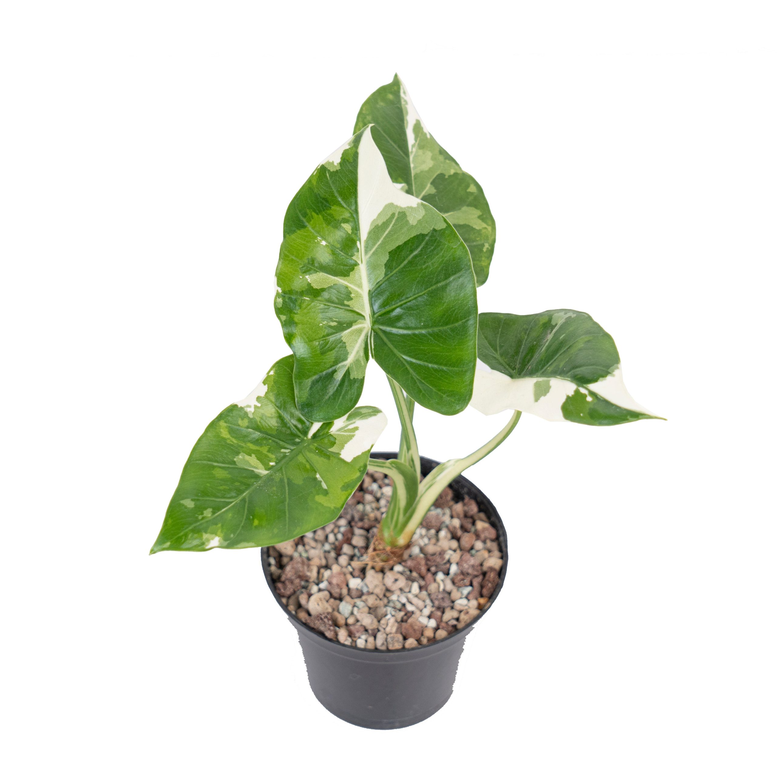 Alocasia odora okinawa variegated - Image 5