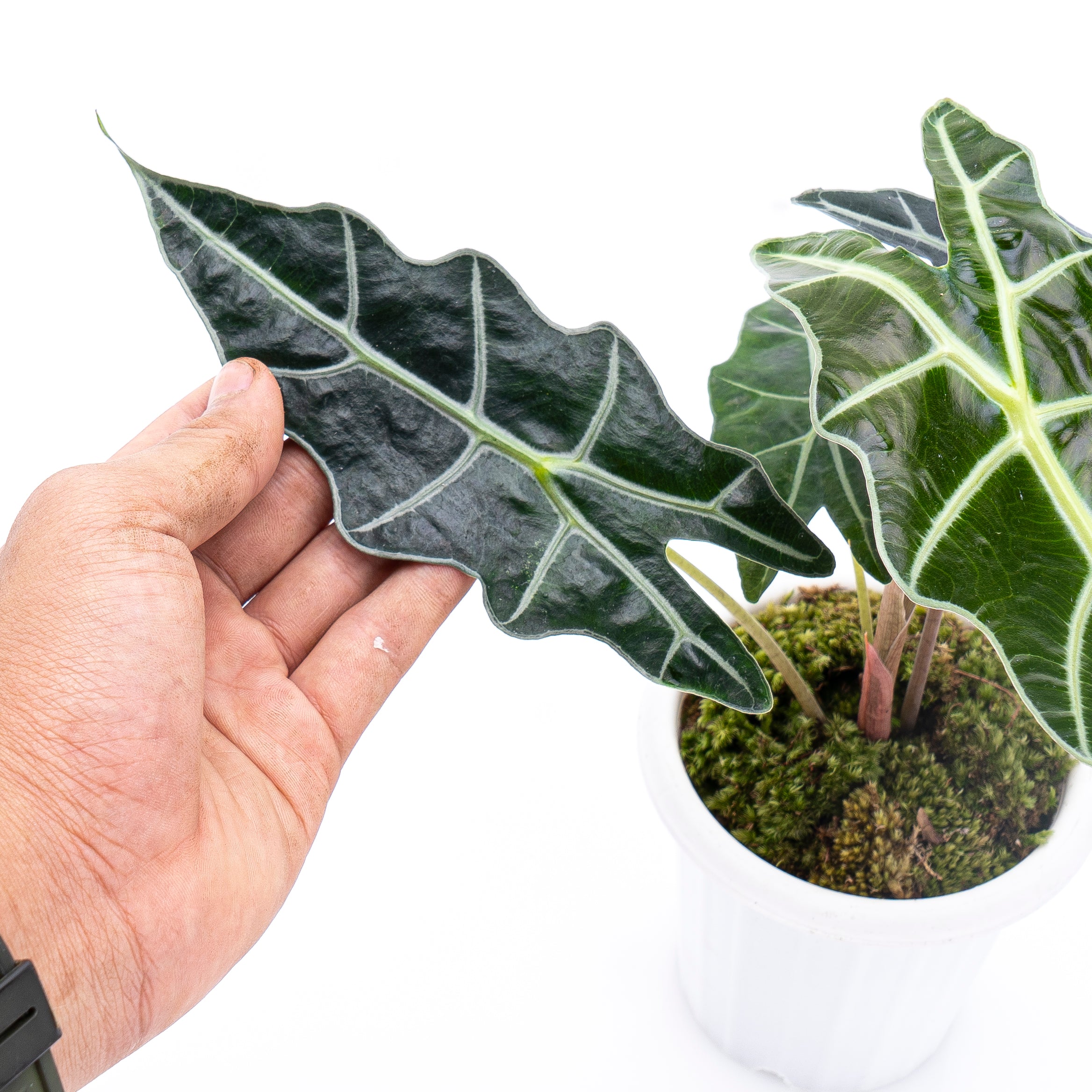 Alocasia Polly - Image 2
