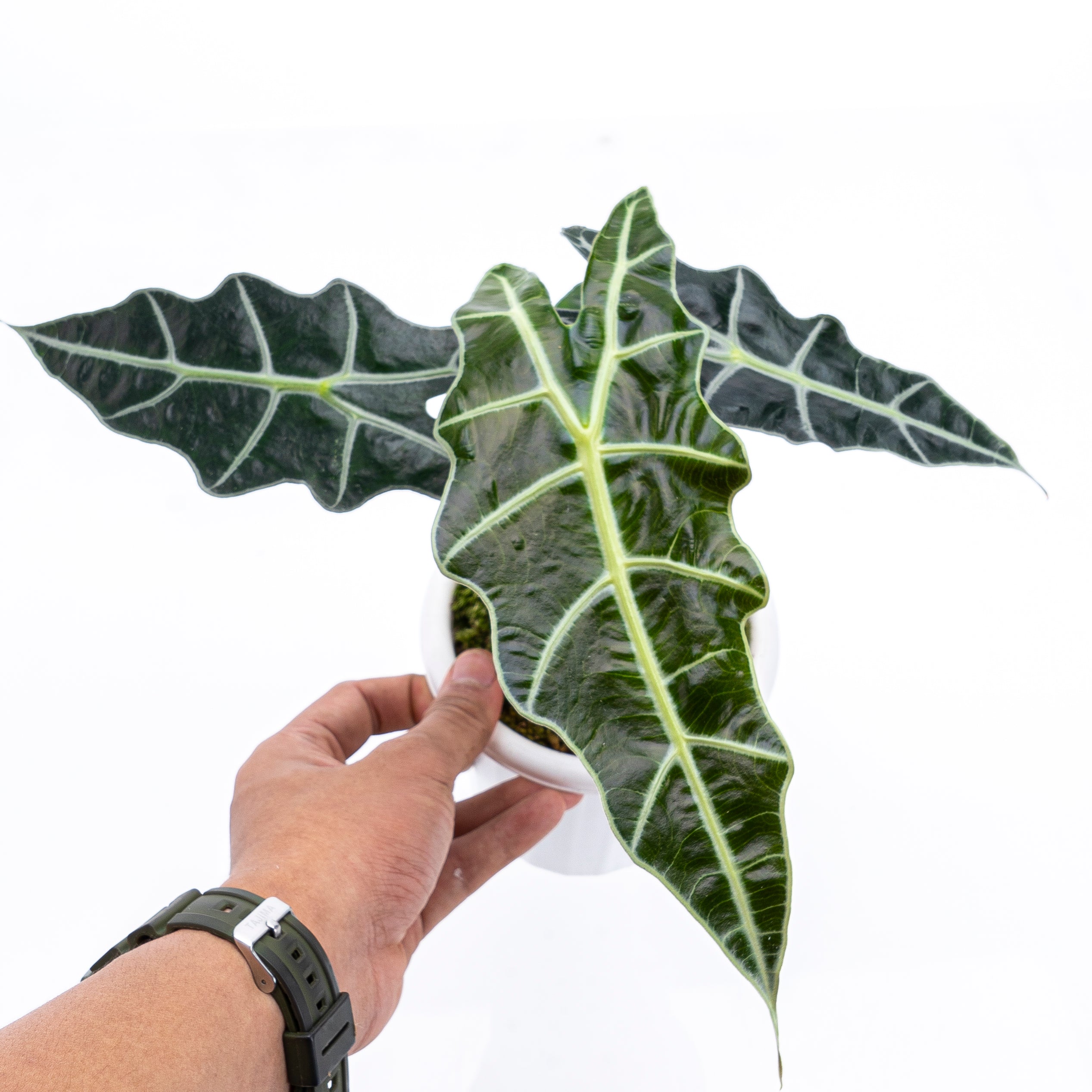 Alocasia Polly - Image 3