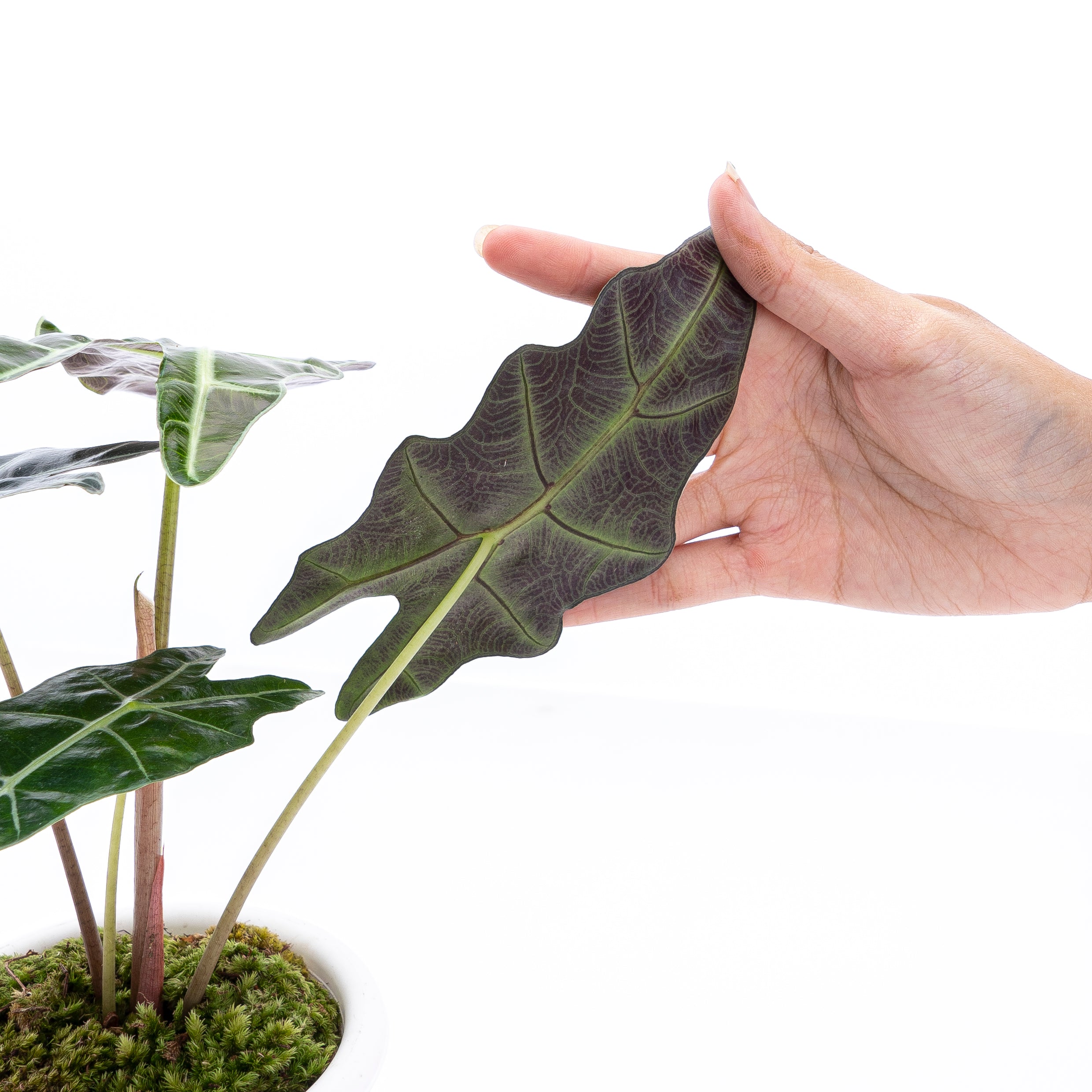 Alocasia Polly - Image 4