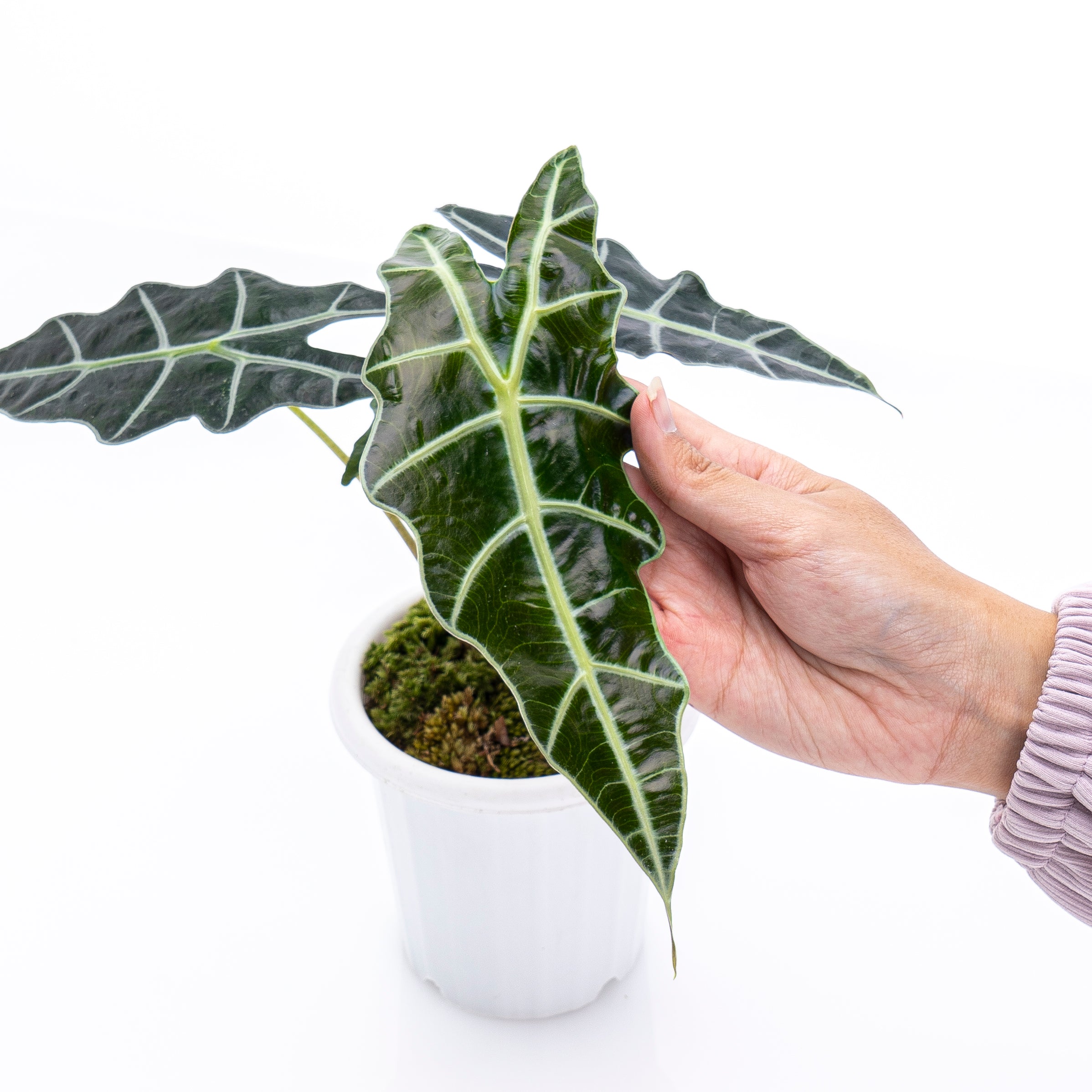 Alocasia Polly - Image 5