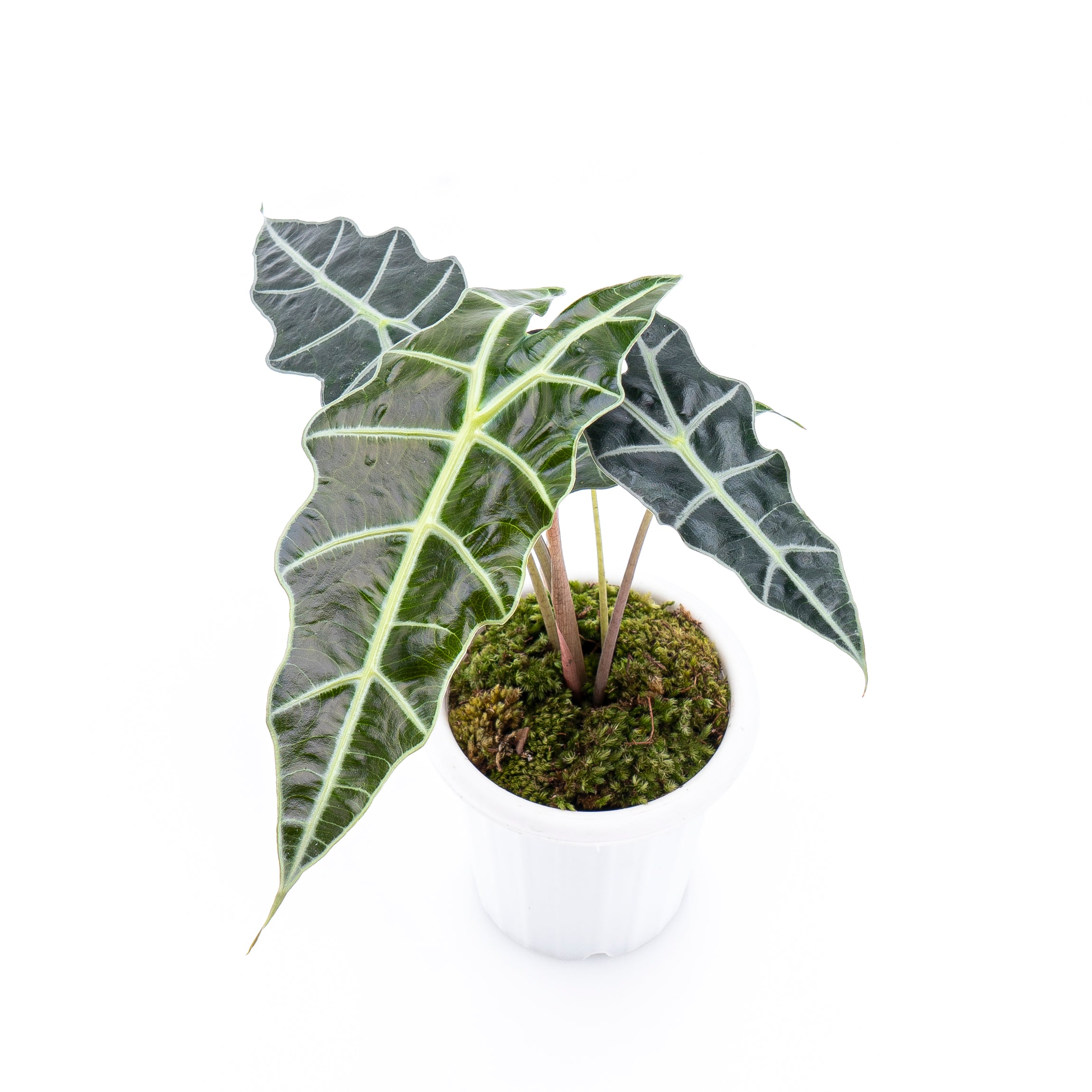 Alocasia Polly - Image 6