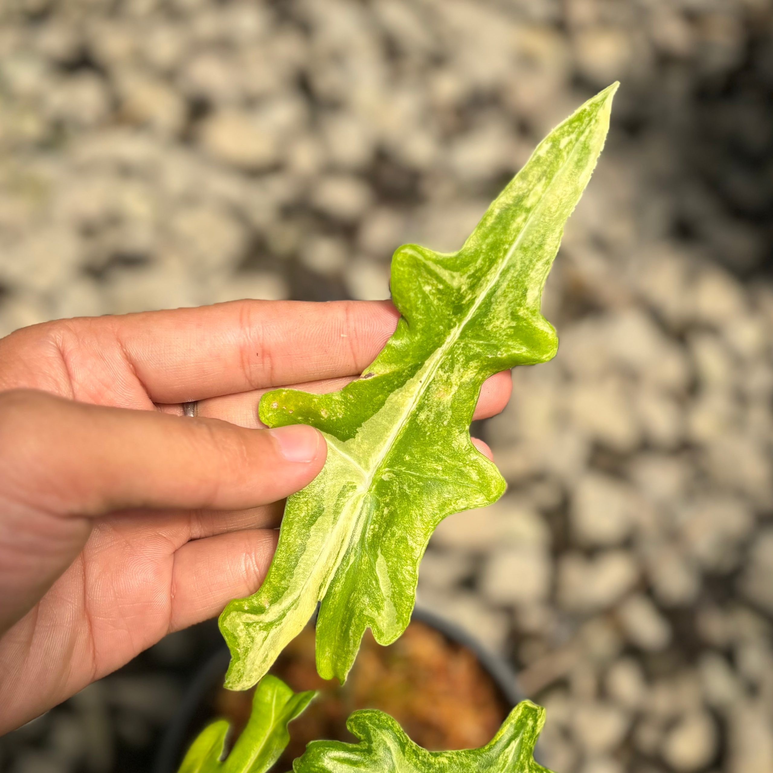 Alocasia portei aurea variegated - Image 2