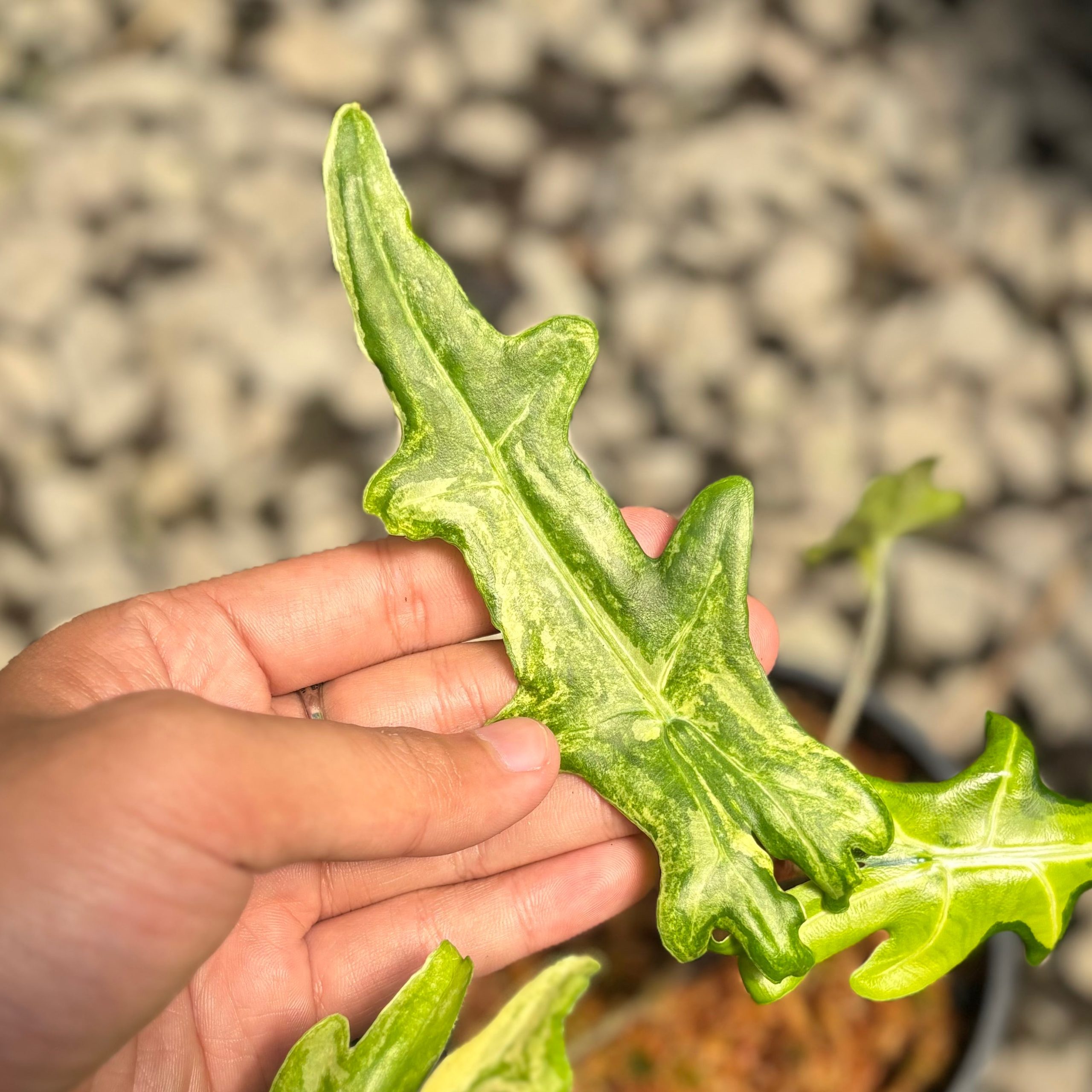 Alocasia portei aurea variegated - Image 3