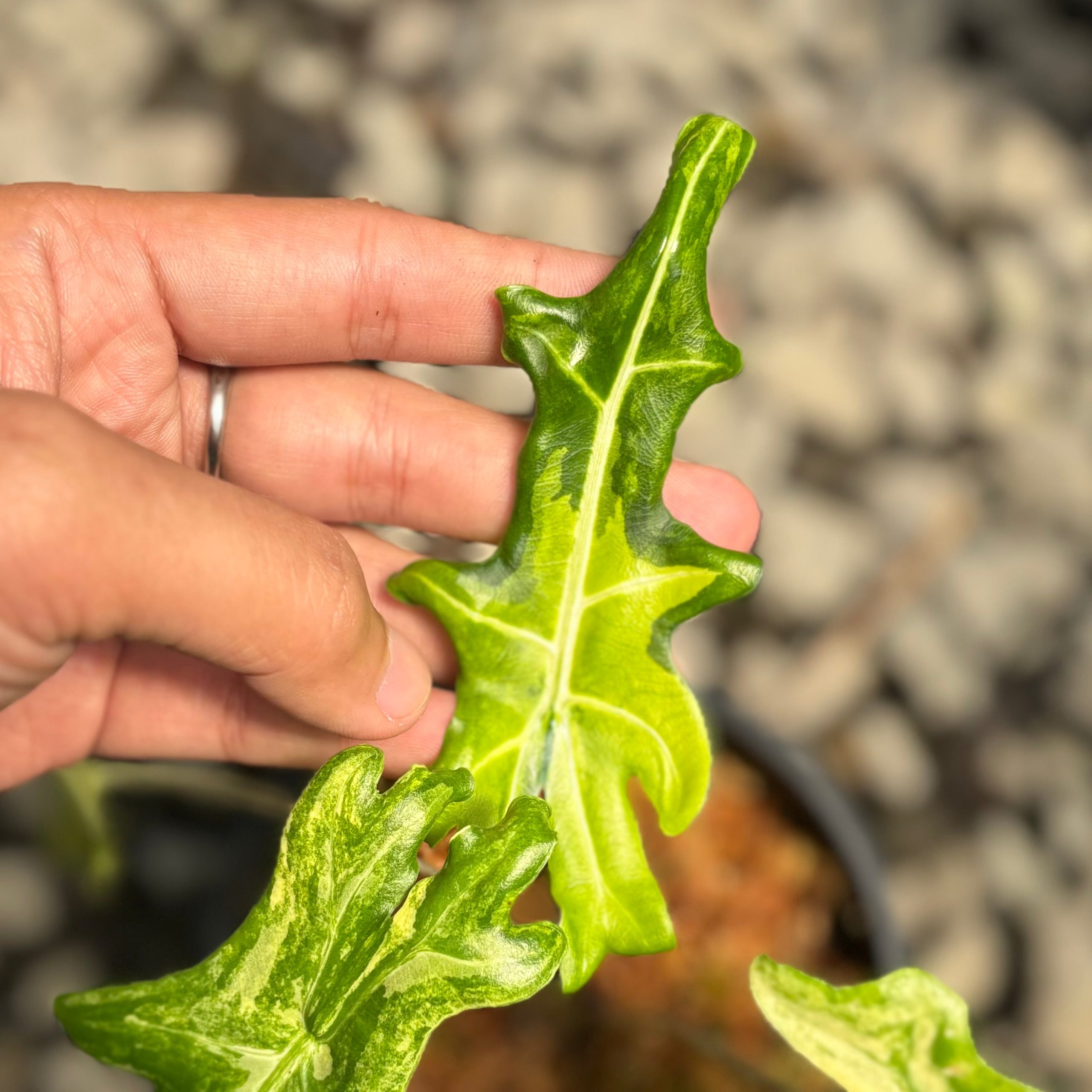 Alocasia portei aurea variegated - Image 4