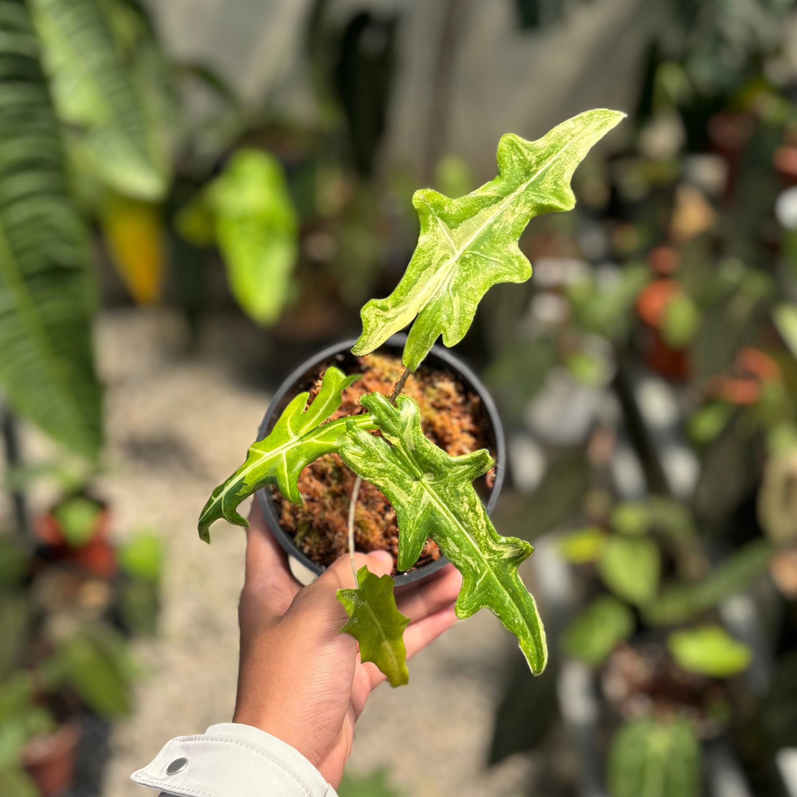 Alocasia portei aurea variegated - Image 5