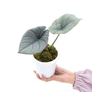 Alocasia Reginae Sp Borneo