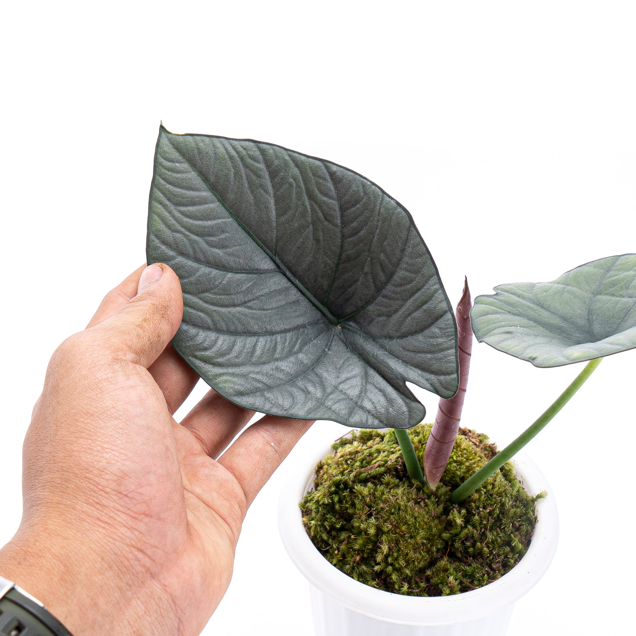 Alocasia Reginae Sp Borneo - Image 2