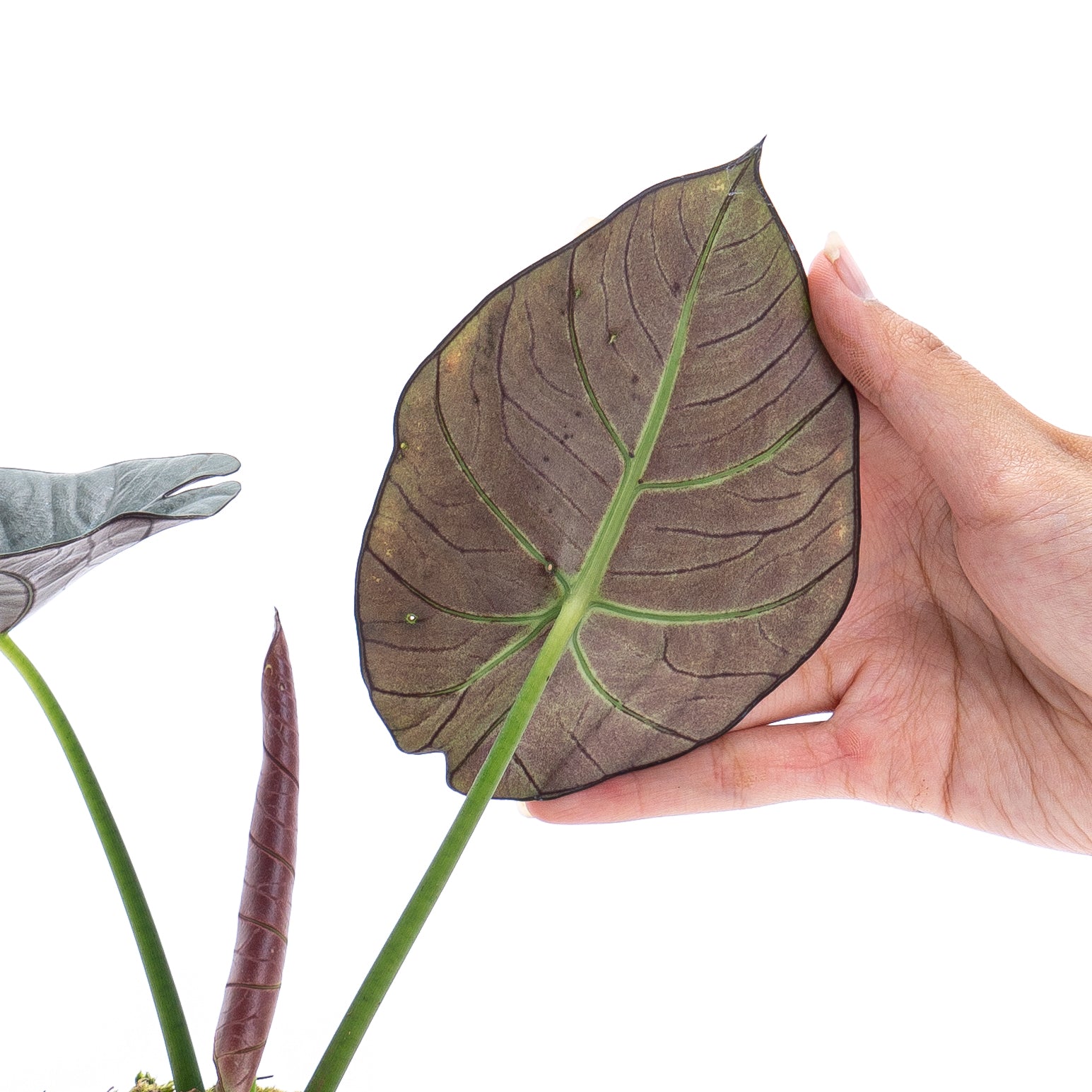 Alocasia Reginae Sp Borneo - Image 3