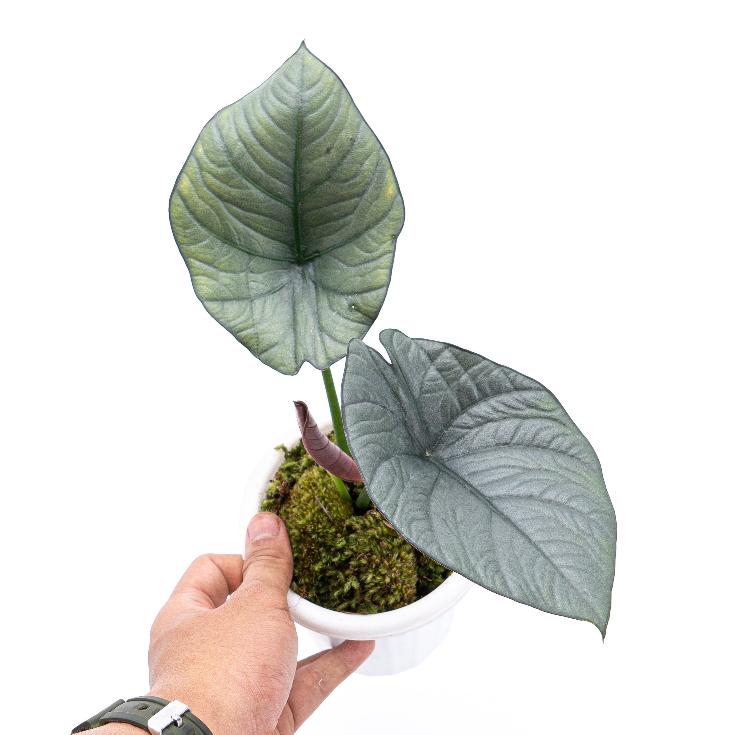 Alocasia Reginae Sp Borneo - Image 4