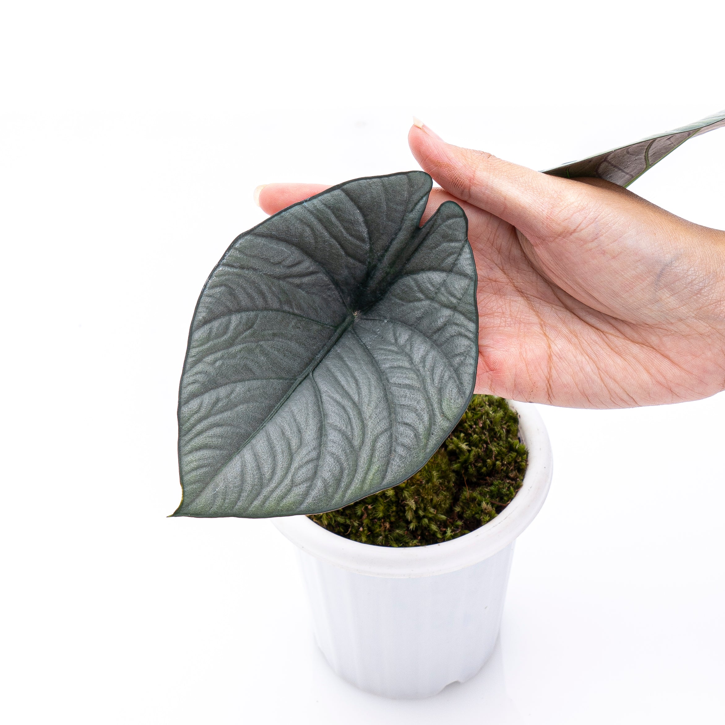 Alocasia Reginae Sp Borneo - Image 5