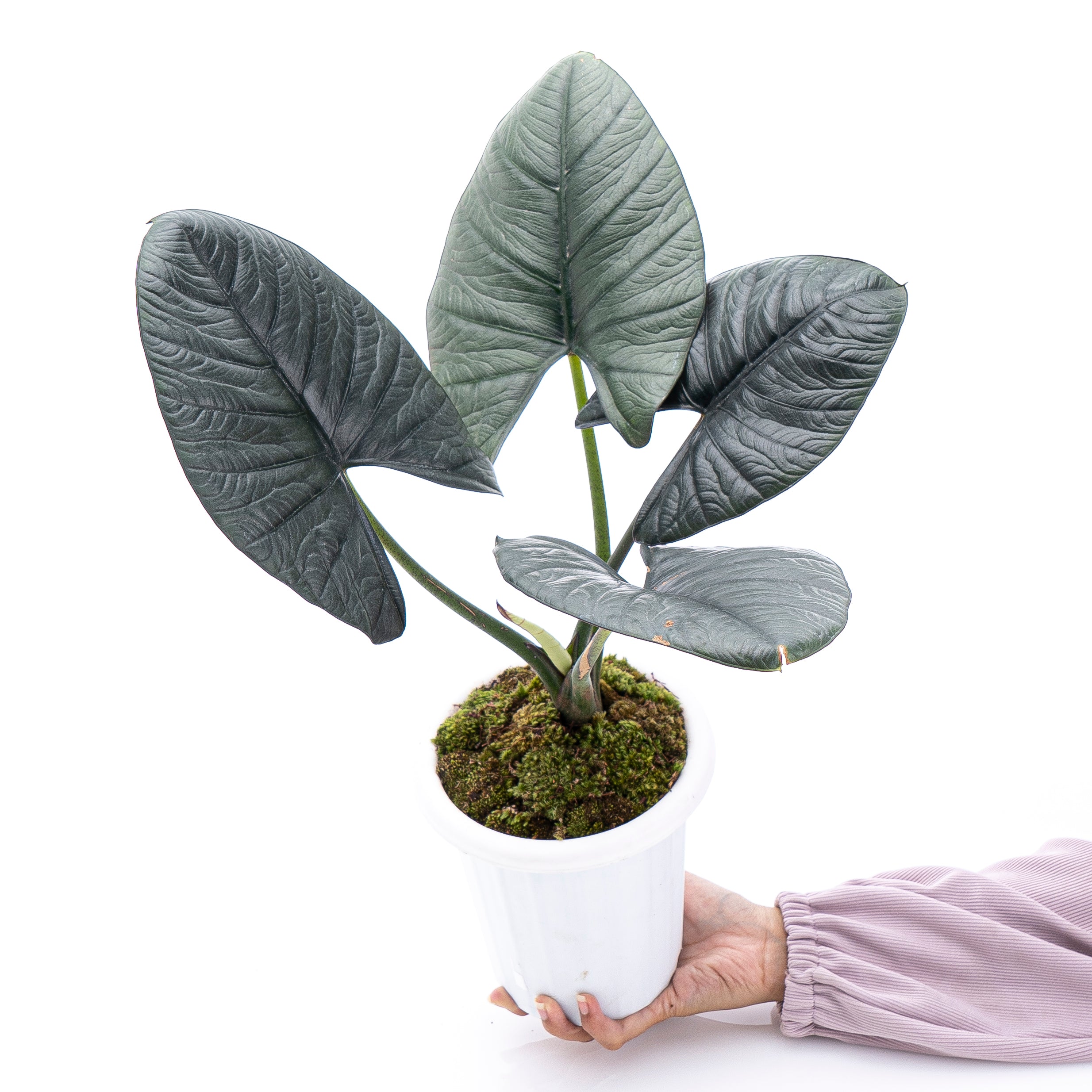 Alocasia Reginae Sp Borneo - Mature size
