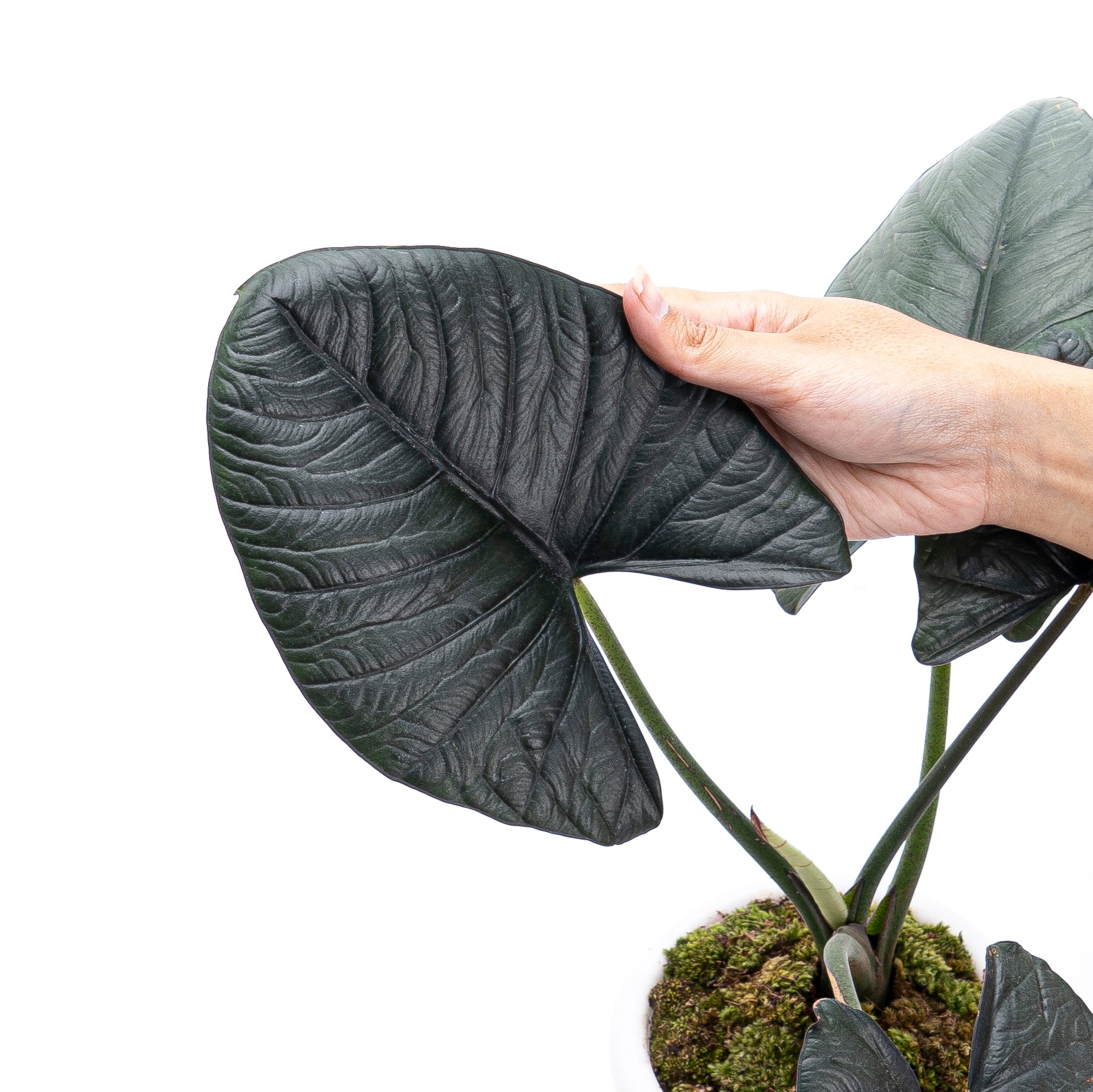 Alocasia Reginae Sp Borneo - Mature size - Image 2