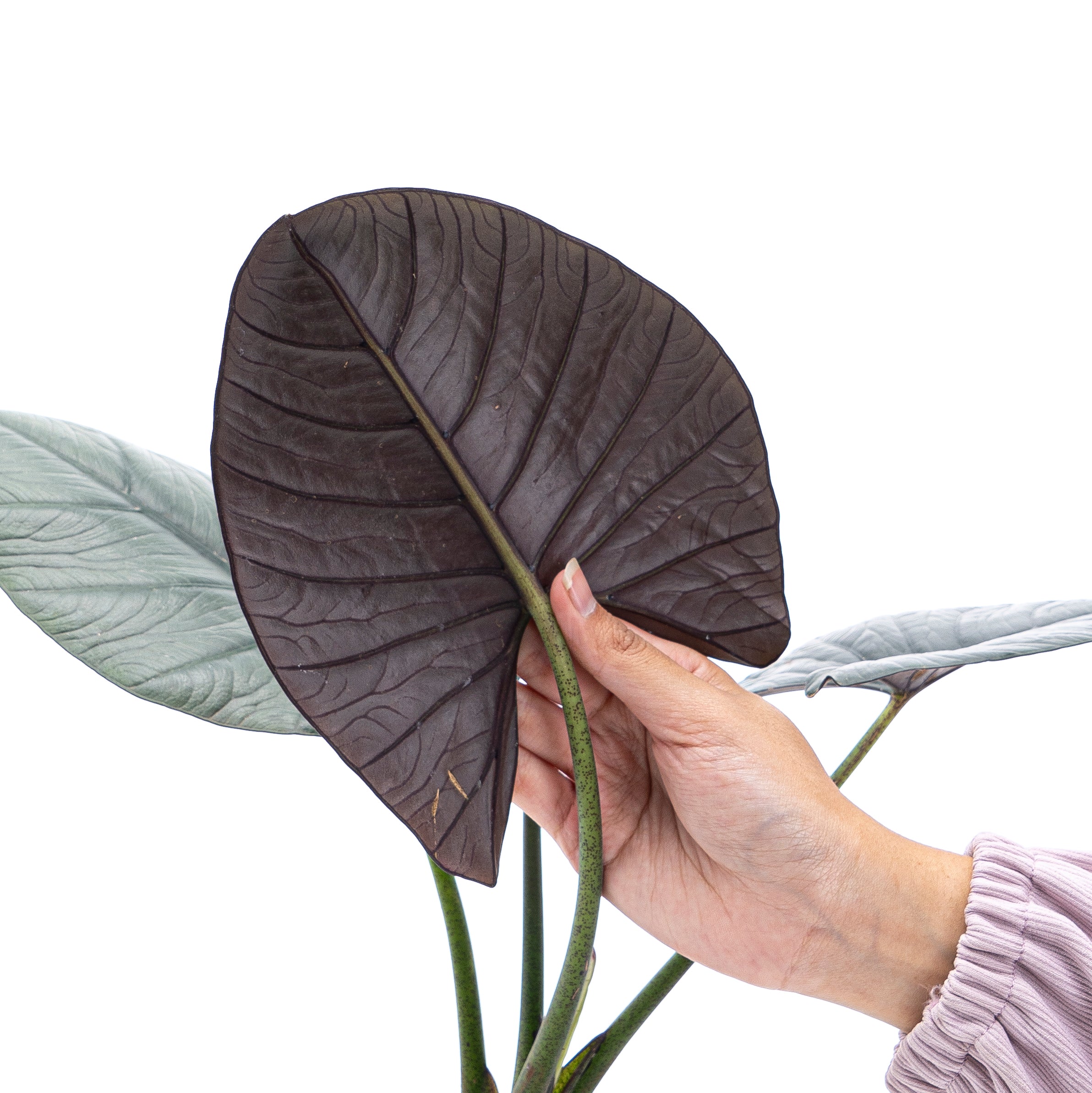 Alocasia Reginae Sp Borneo - Mature size - Image 3