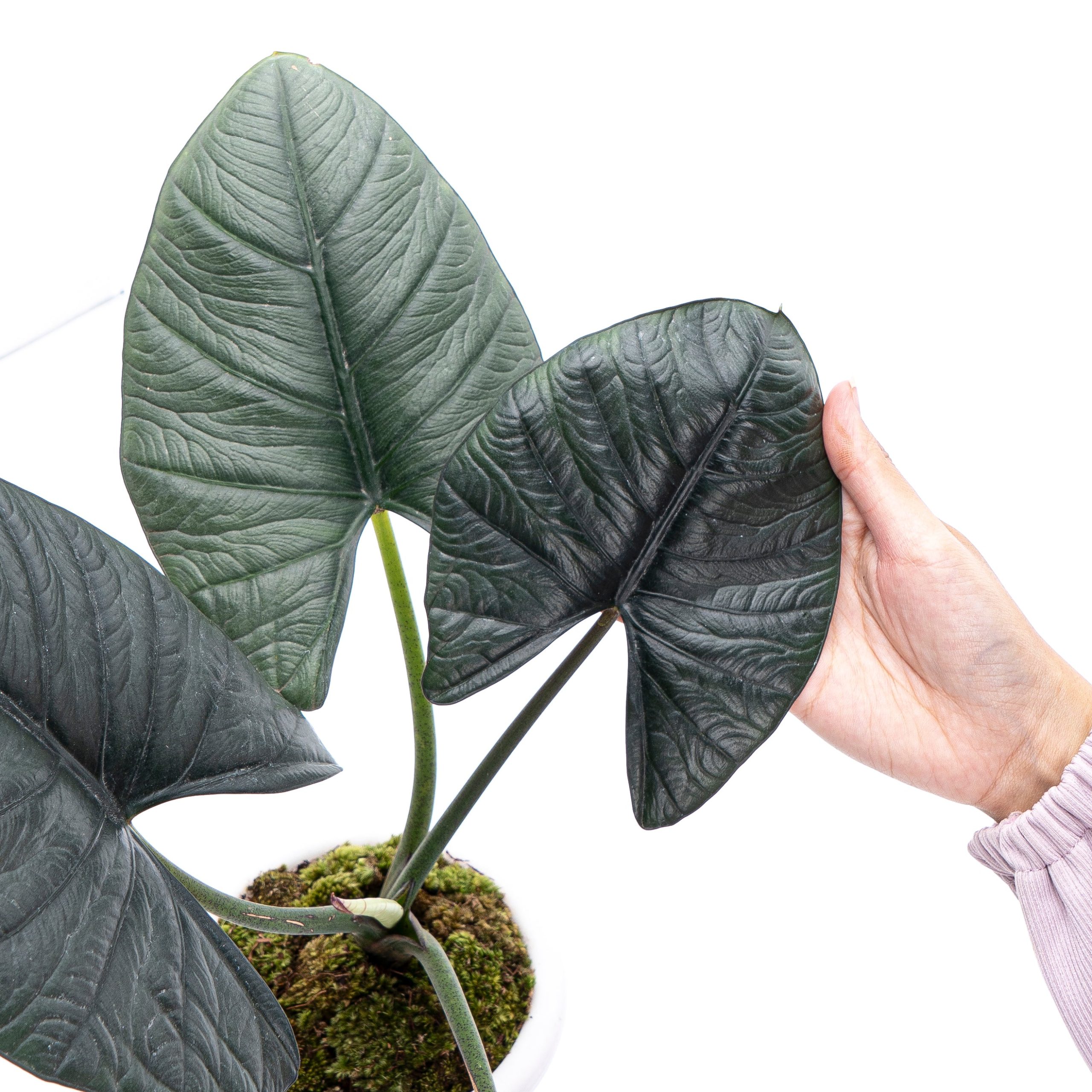 Alocasia Reginae Sp Borneo - Mature size - Image 4