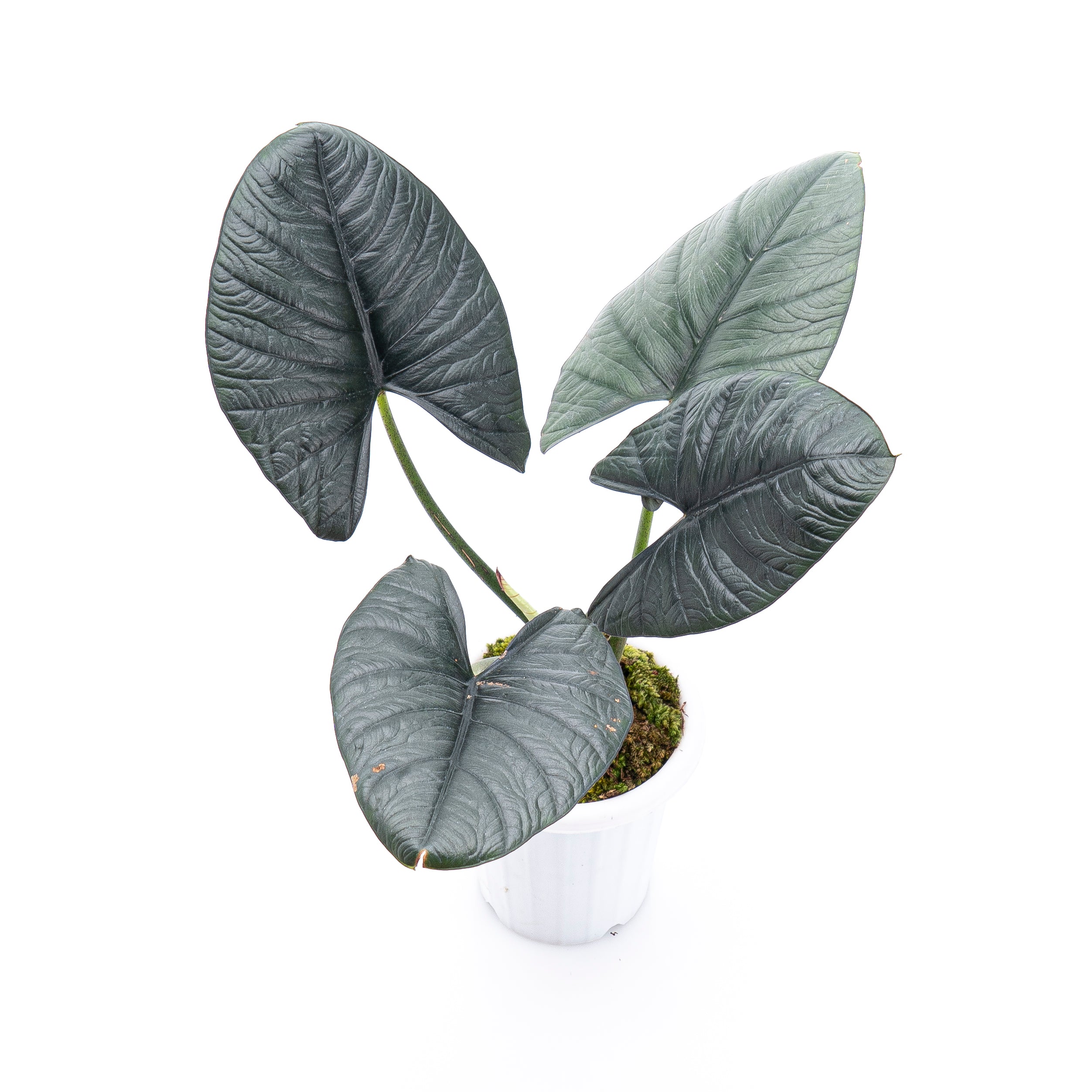 Alocasia Reginae Sp Borneo - Mature size - Image 5