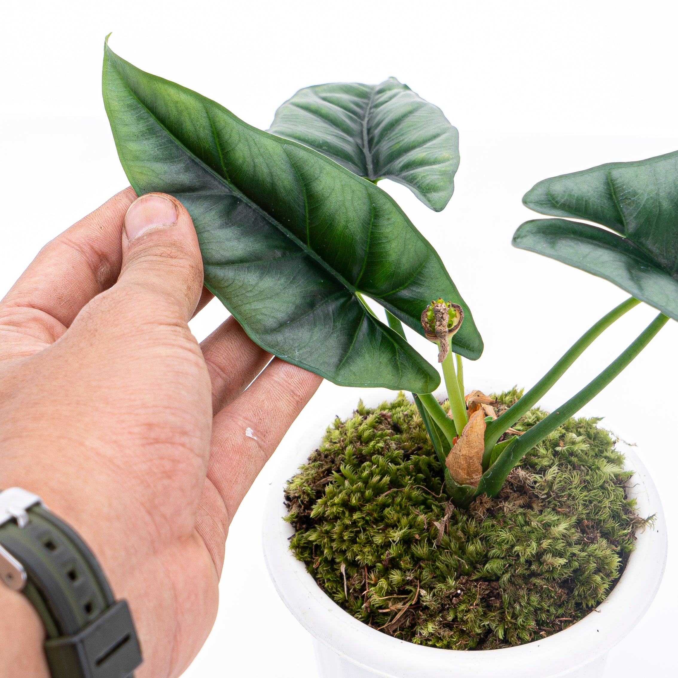 Alocasia Reversa Borneo - Image 2