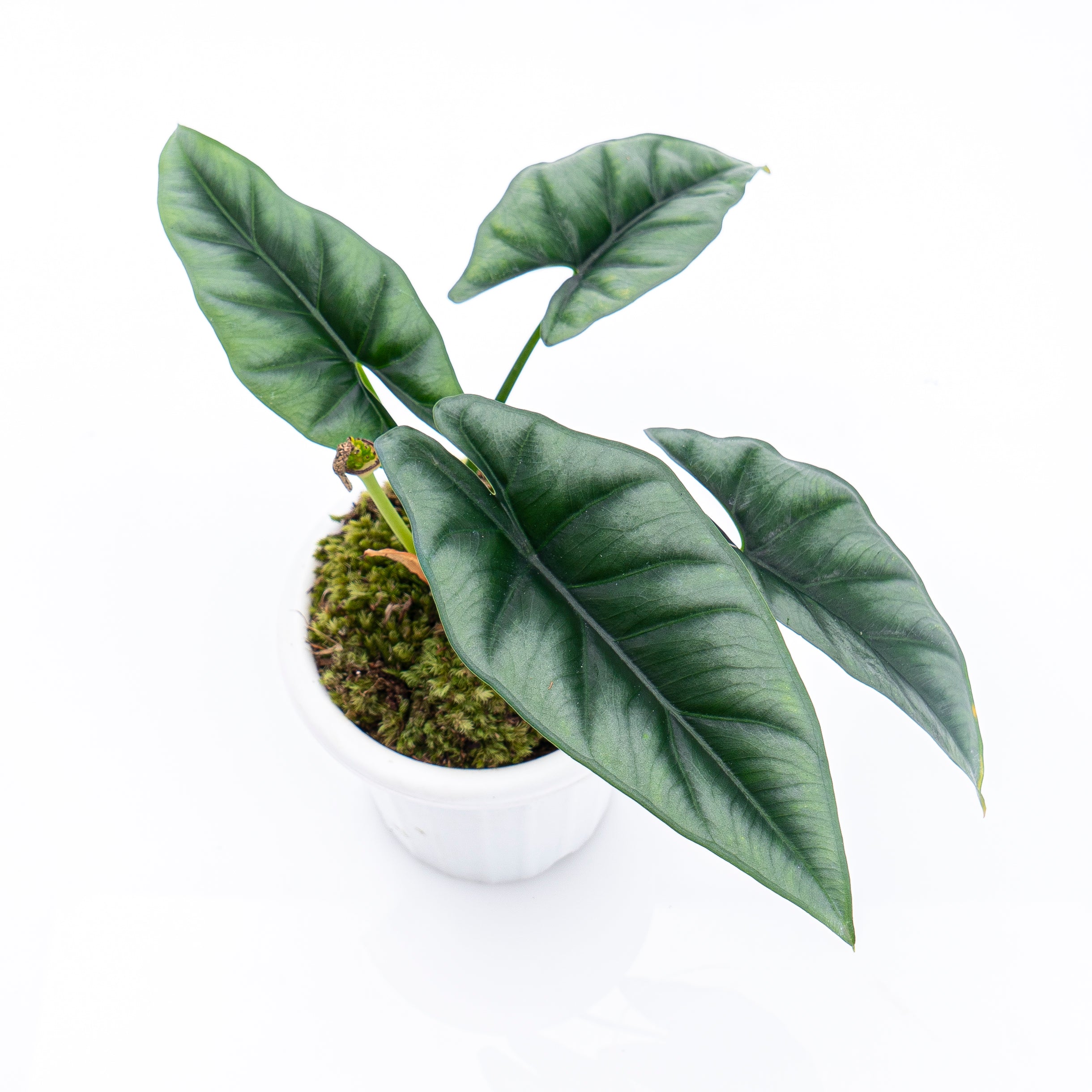 Alocasia Reversa Borneo - Image 3