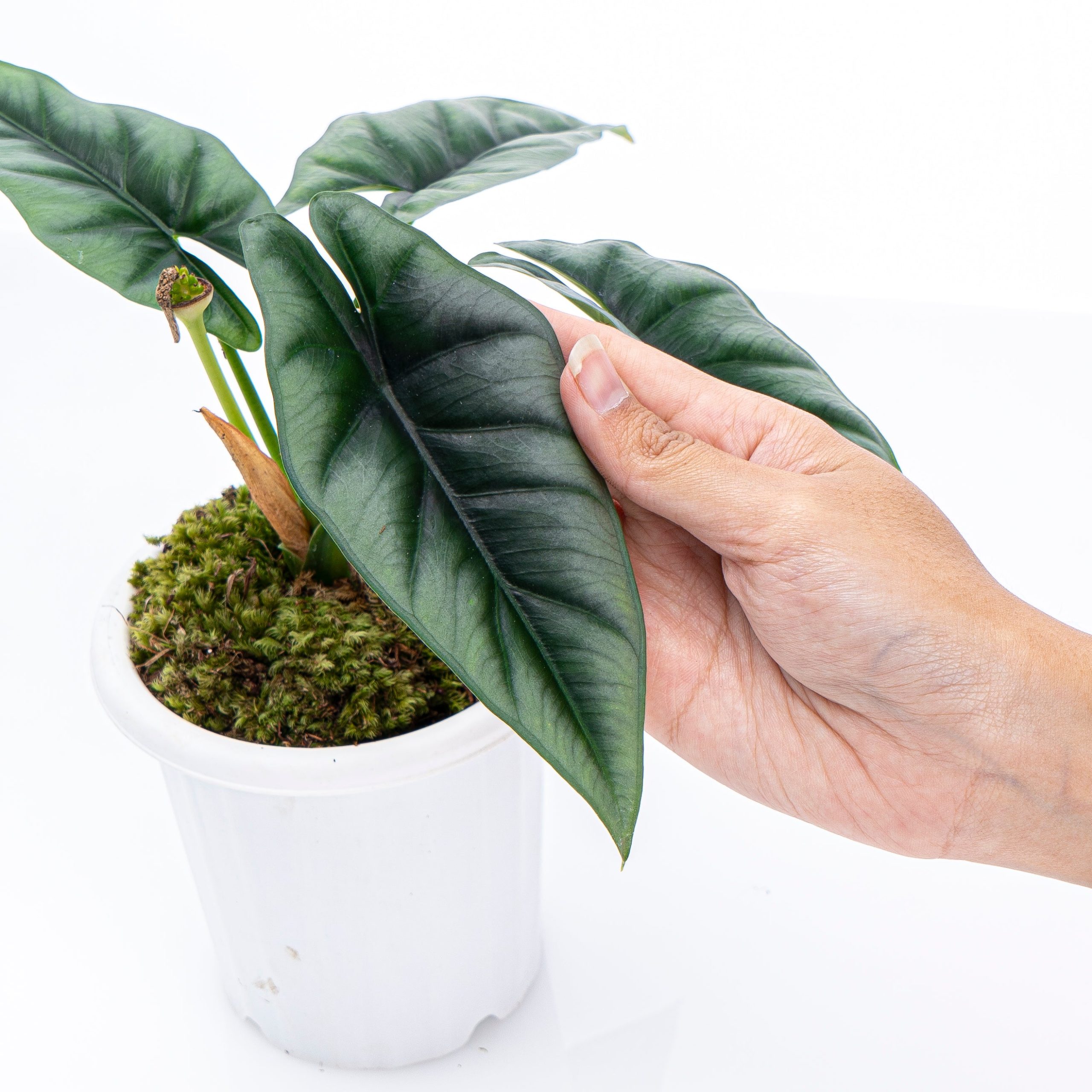 Alocasia Reversa Borneo - Image 4