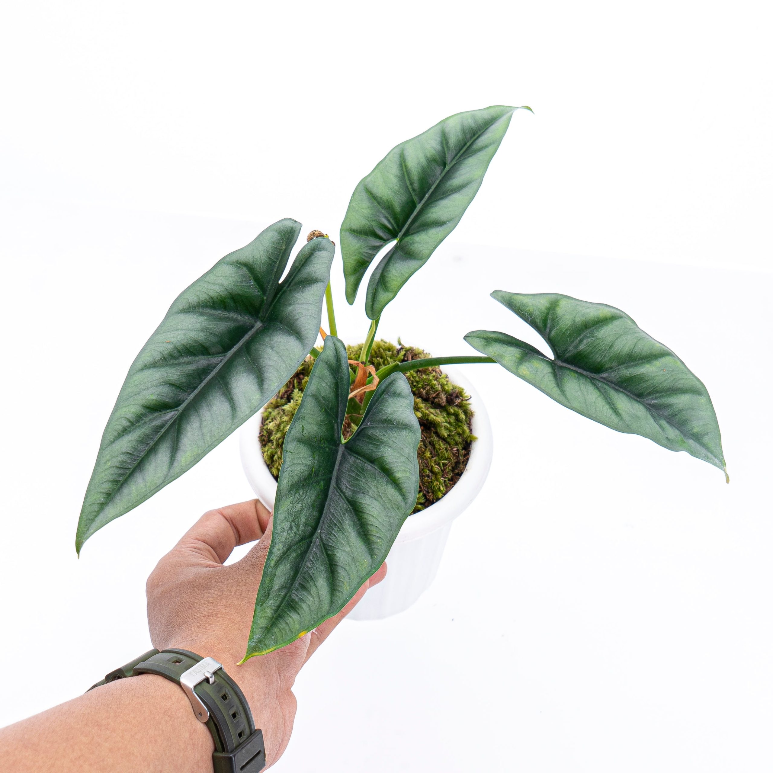 Alocasia Reversa Borneo - Image 5