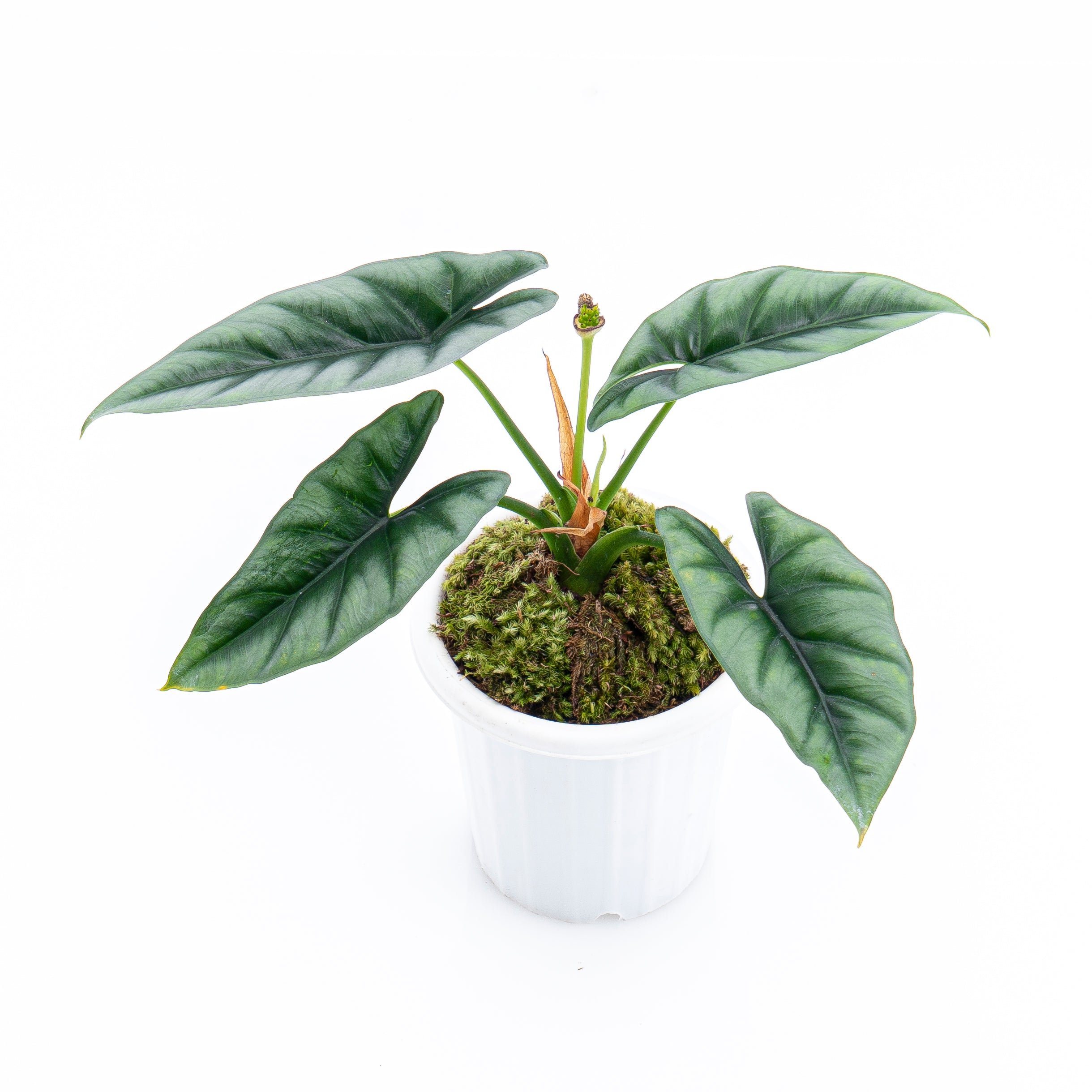 Alocasia Reversa Borneo - Image 6