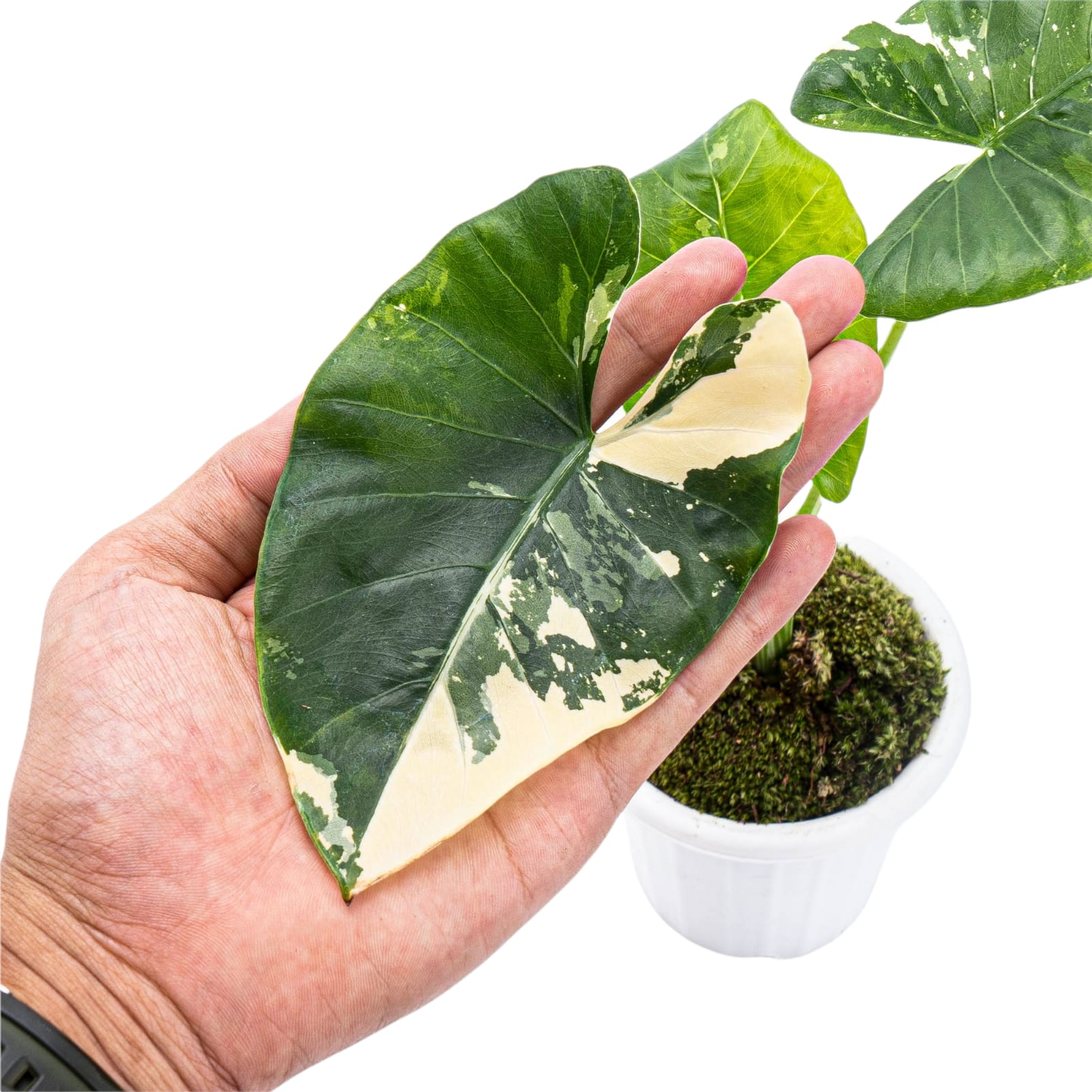 Alocasia Macrorrhiza Variegated - Image 2