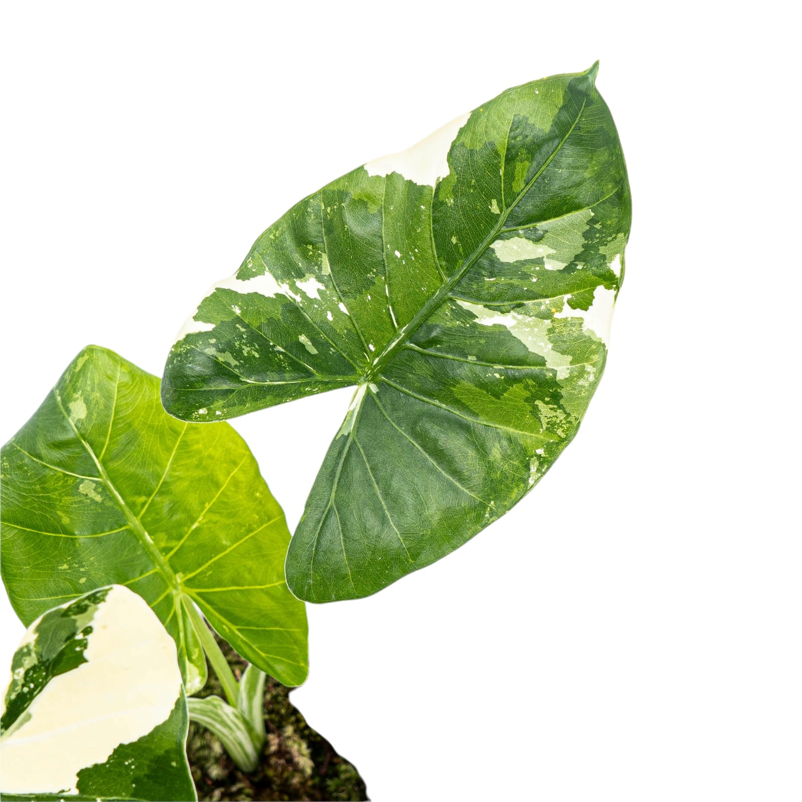 Alocasia Macrorrhiza Variegated - Image 3