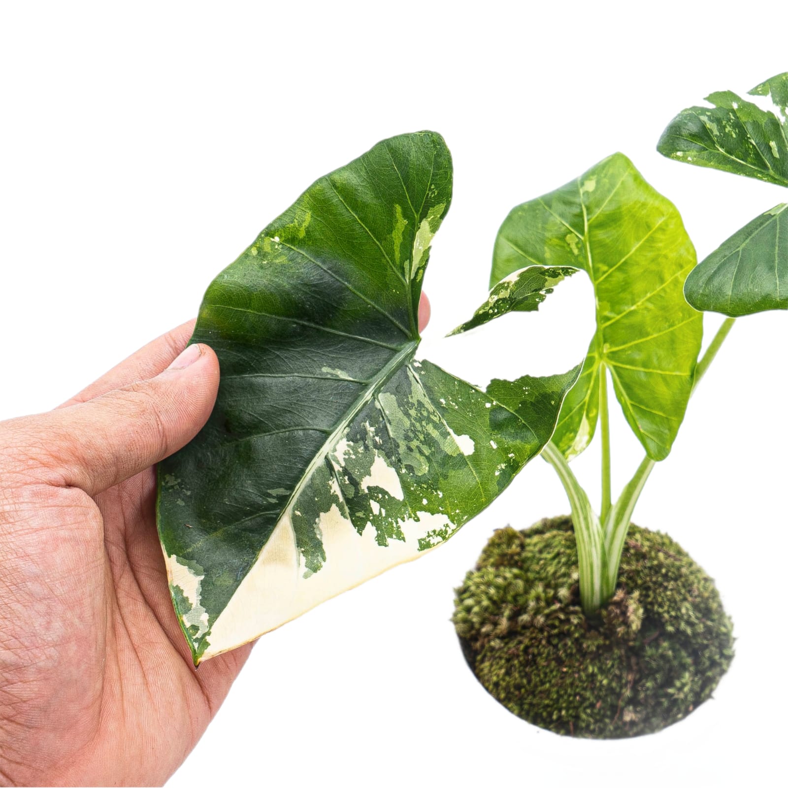Alocasia Macrorrhiza Variegated - Image 4