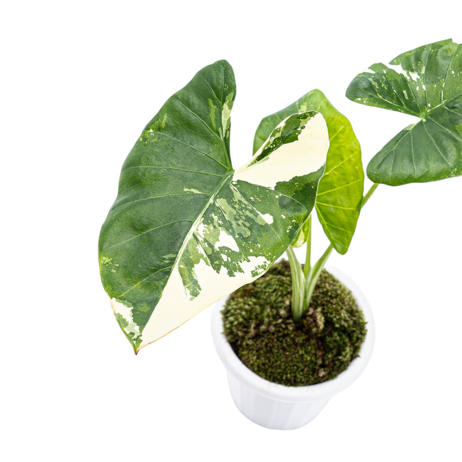 Alocasia Macrorrhiza Variegated - Image 5
