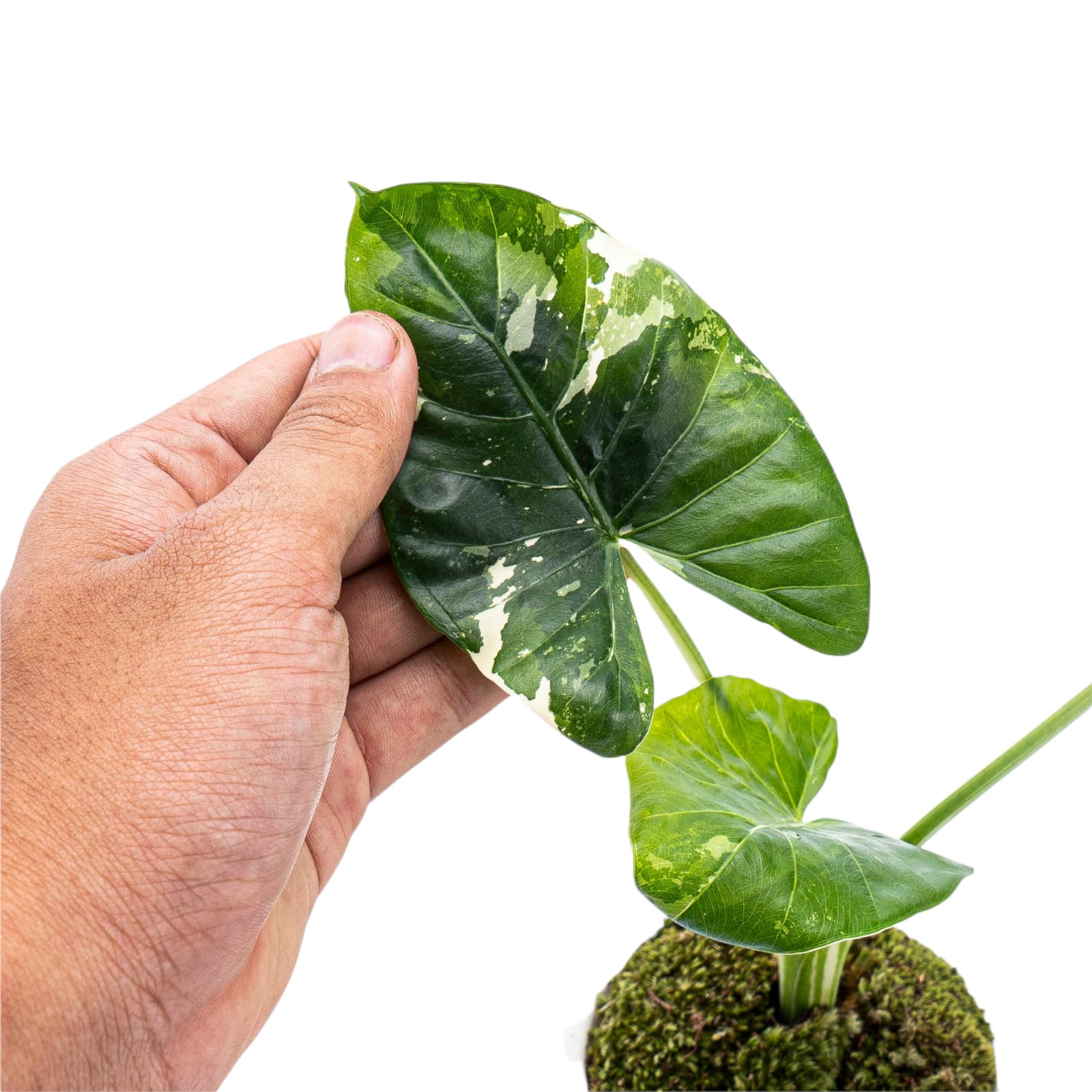 Alocasia Macrorrhiza Variegated - Image 6