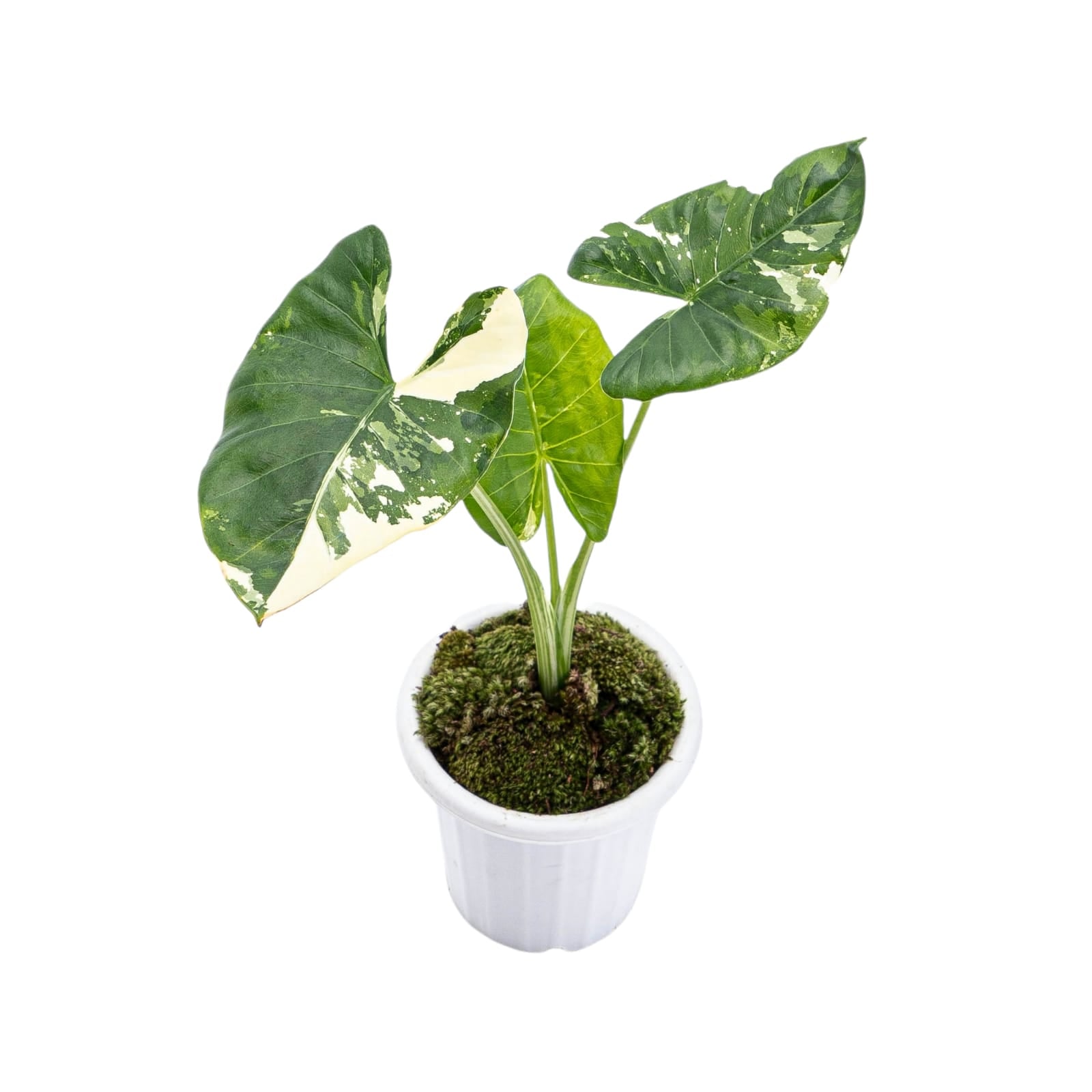 Alocasia Macrorrhiza Variegated - Image 7