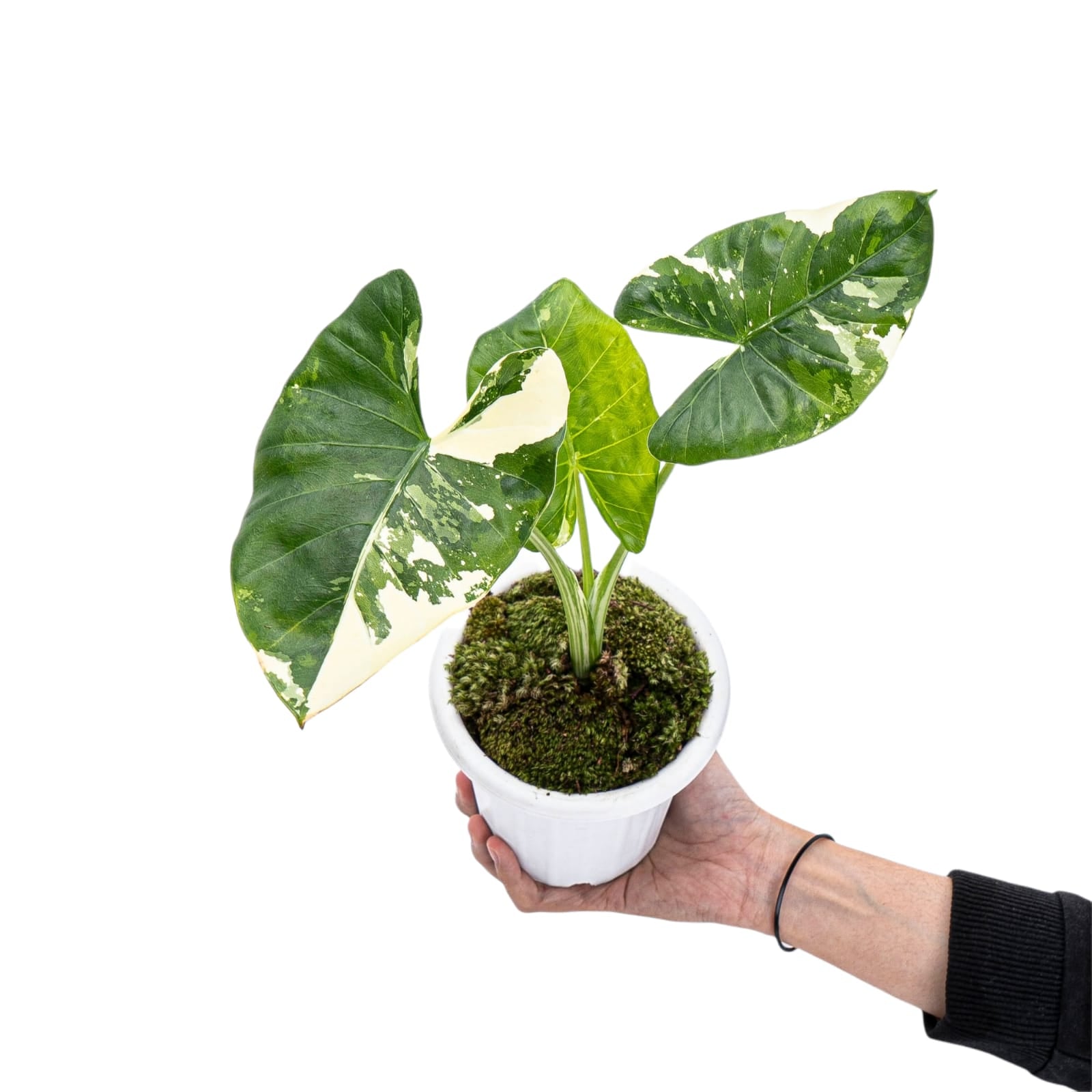 Alocasia Macrorrhiza Variegated - Image 8